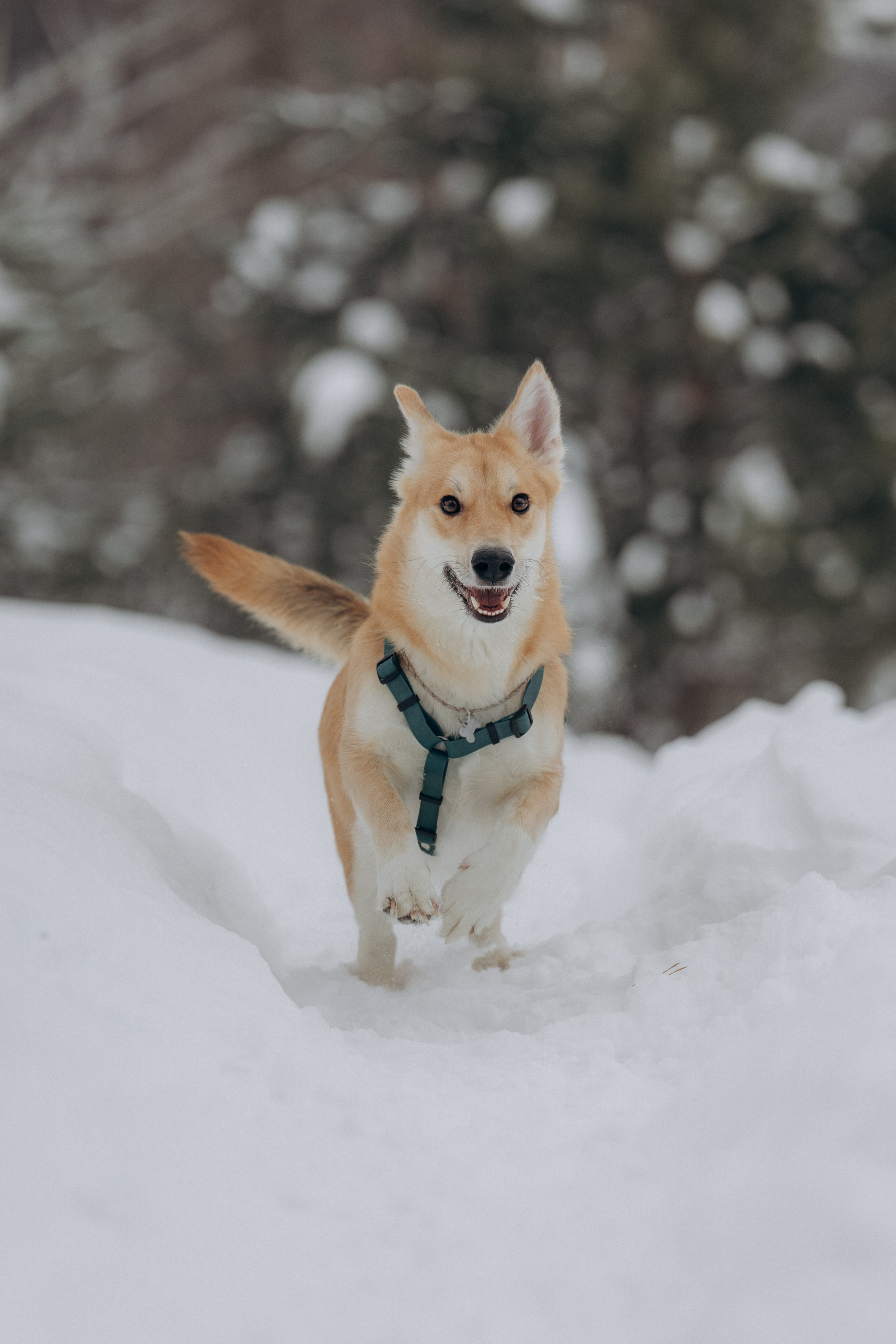 Прогулка на озере зимой. Фотограф анималист в Казани Алина Сулейманова. Фотограф животных