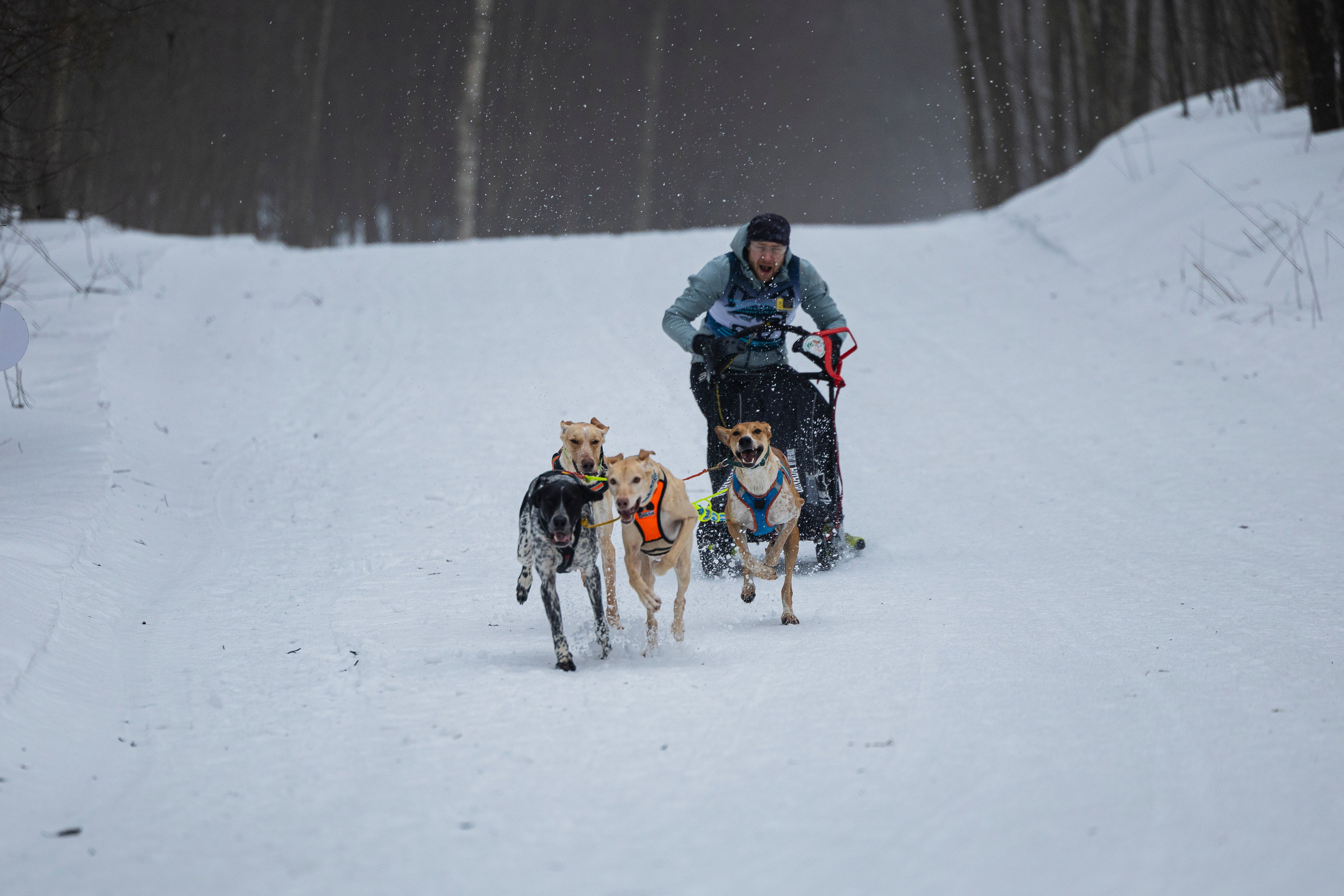 Зимний Чемпионат Санкт-Петербурга по ездовому спорту. Фотограф-анималист Анна Маринич