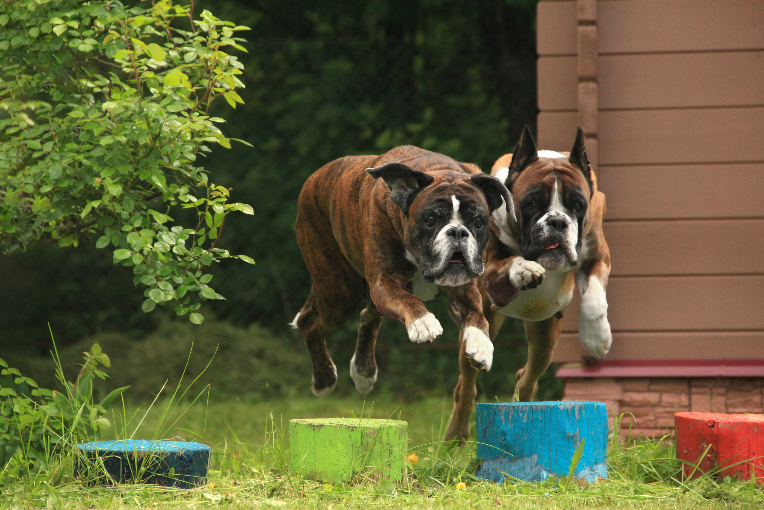 Фотограф — анималист в Москве и области Ольга Петракова