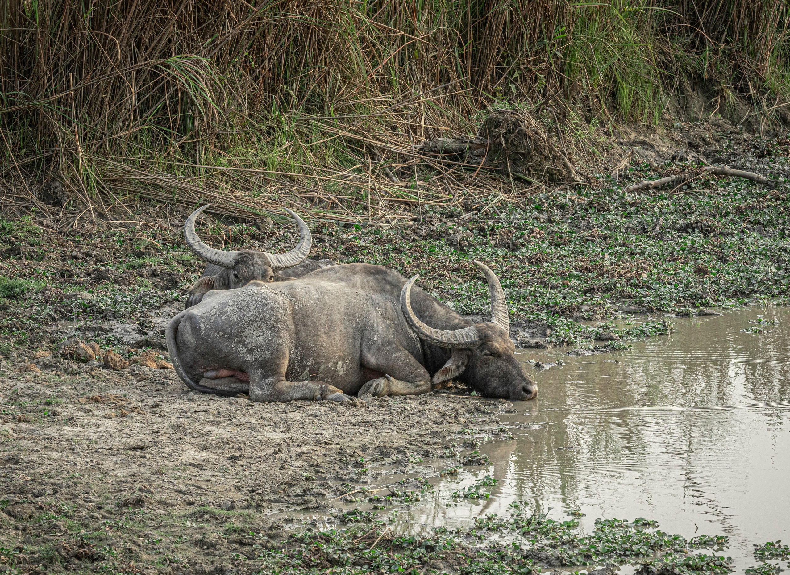 India travel. Фотограф Сергей Танков