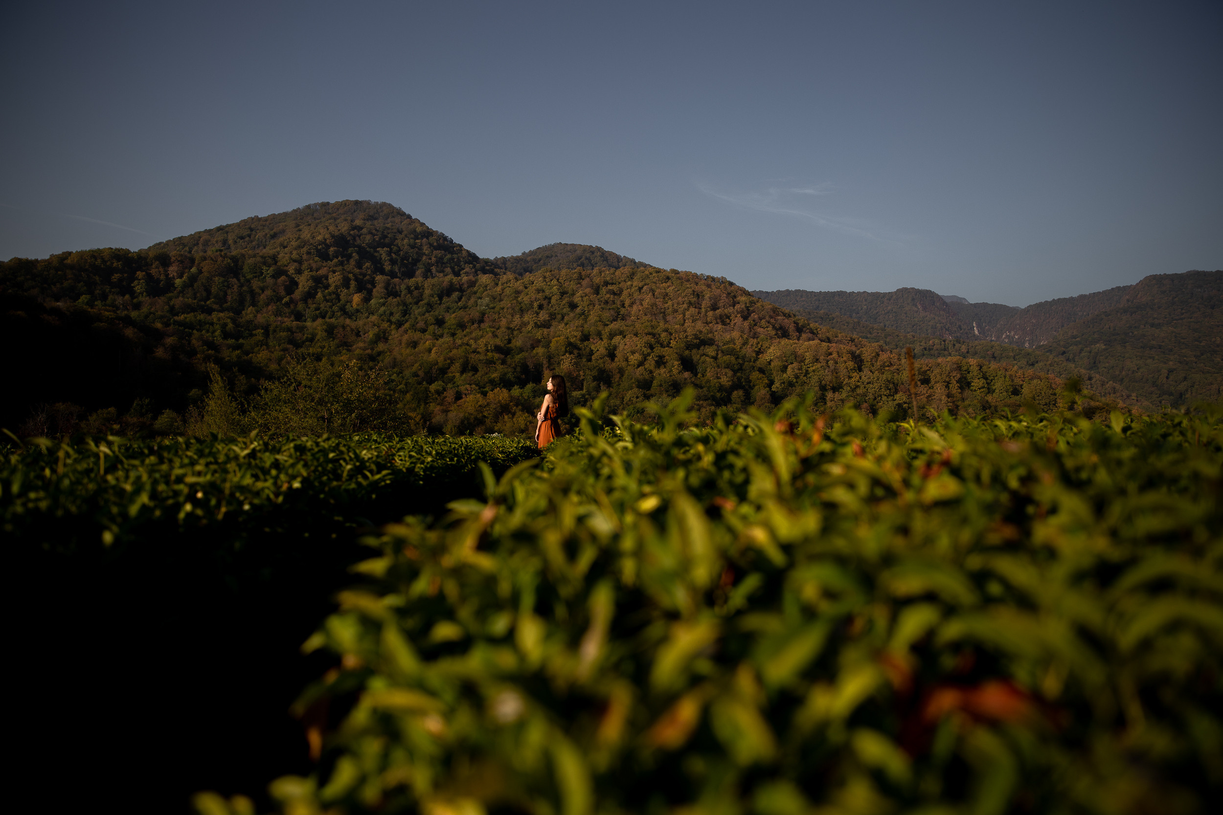 Чайные плантации. Фотограф в Ростове-на-Дону