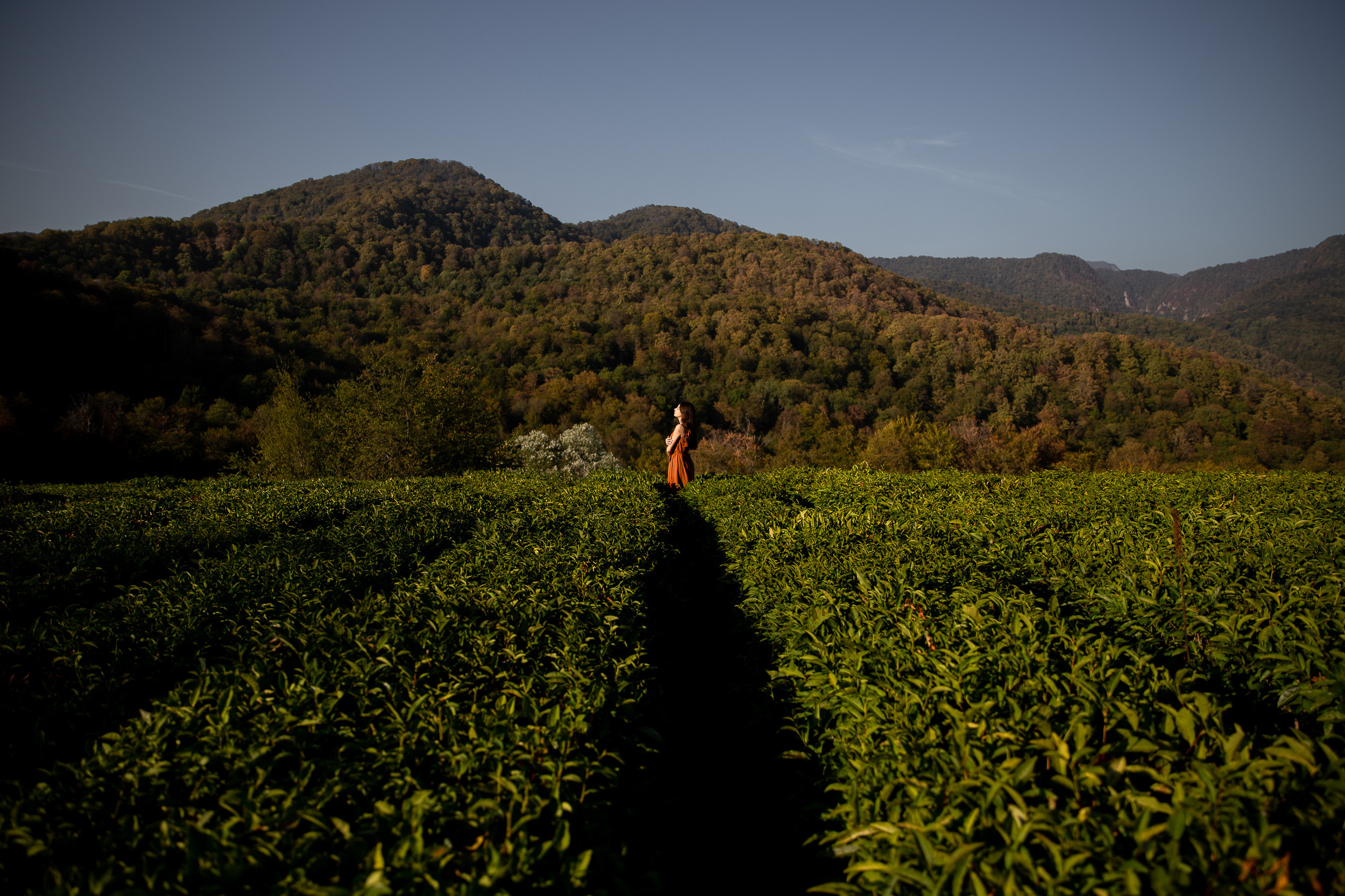 Чайные плантации. Фотограф в Ростове-на-Дону