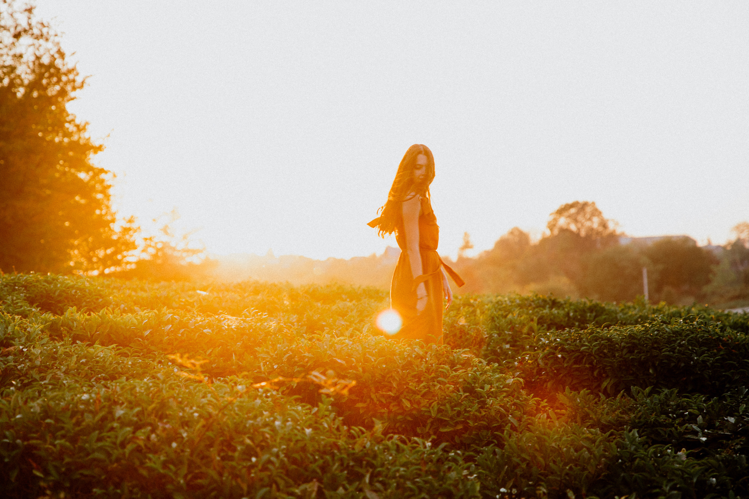 Чайные плантации. Фотограф в Ростове-на-Дону