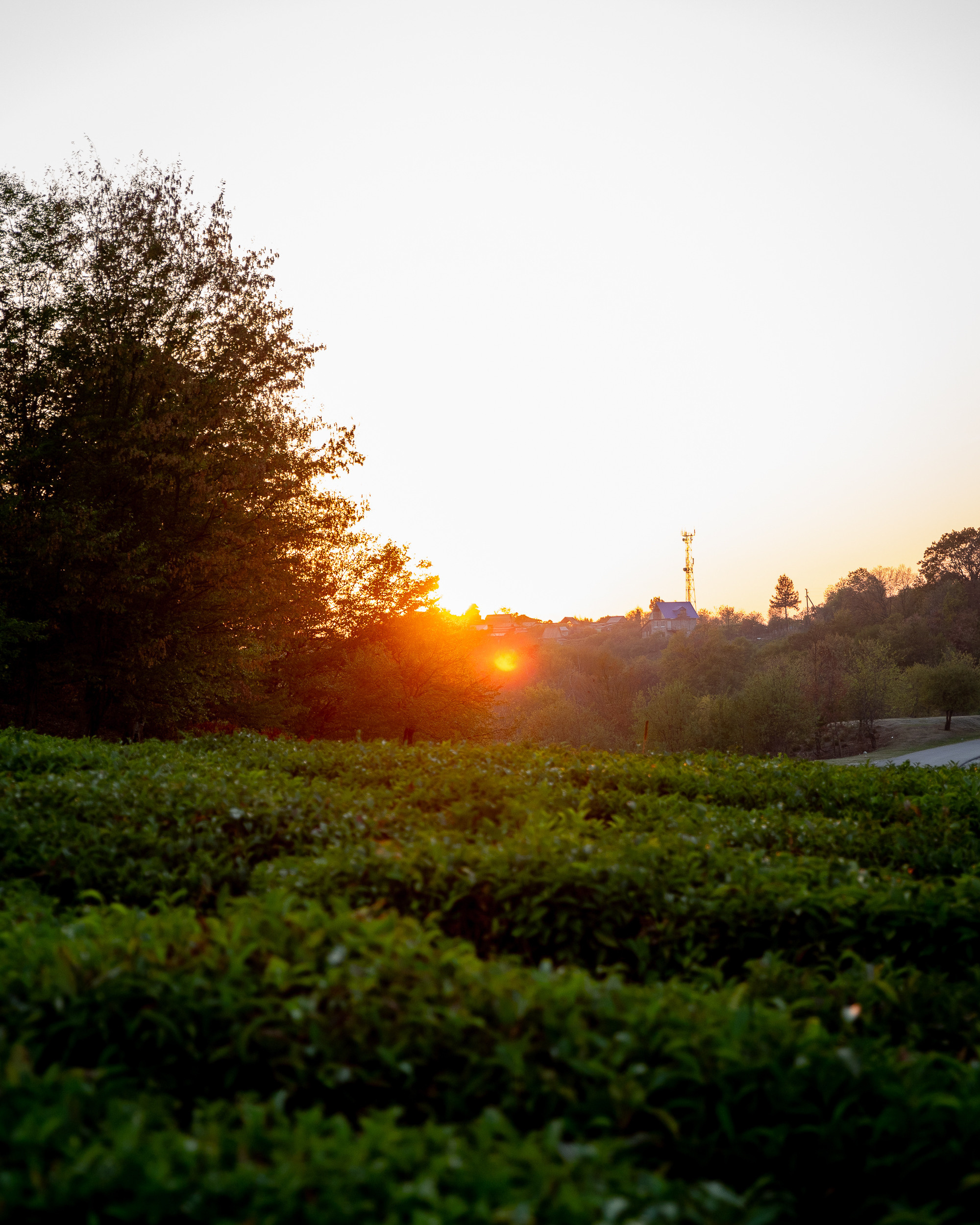 Чайные плантации. Фотограф в Ростове-на-Дону