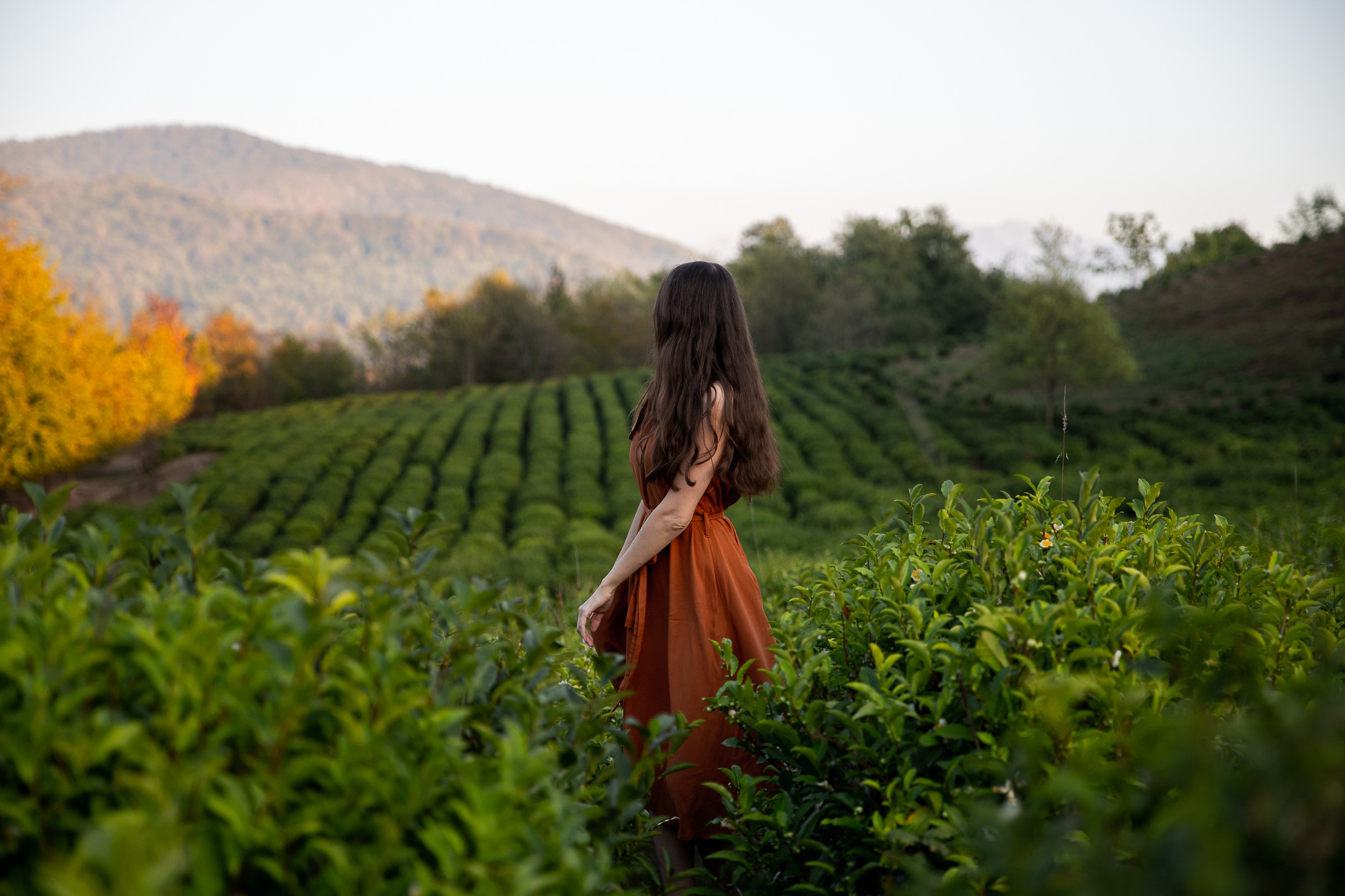 Чайные плантации. Фотограф в Ростове-на-Дону