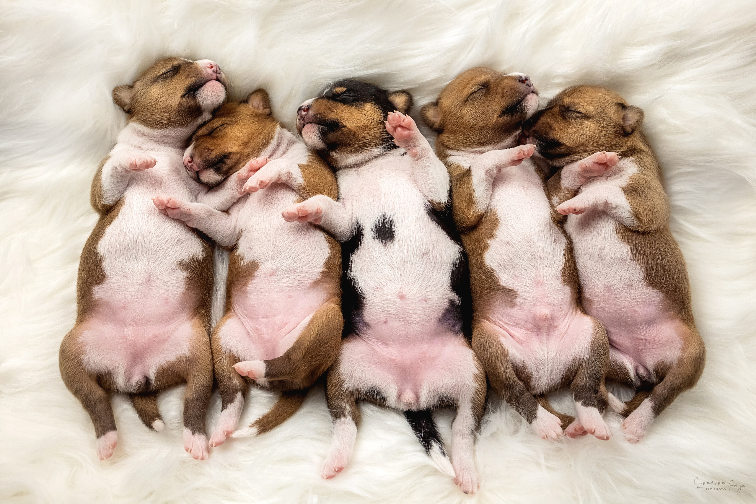 Басеньки. Фотограф анималист Аня Ливанова | Рыбинск