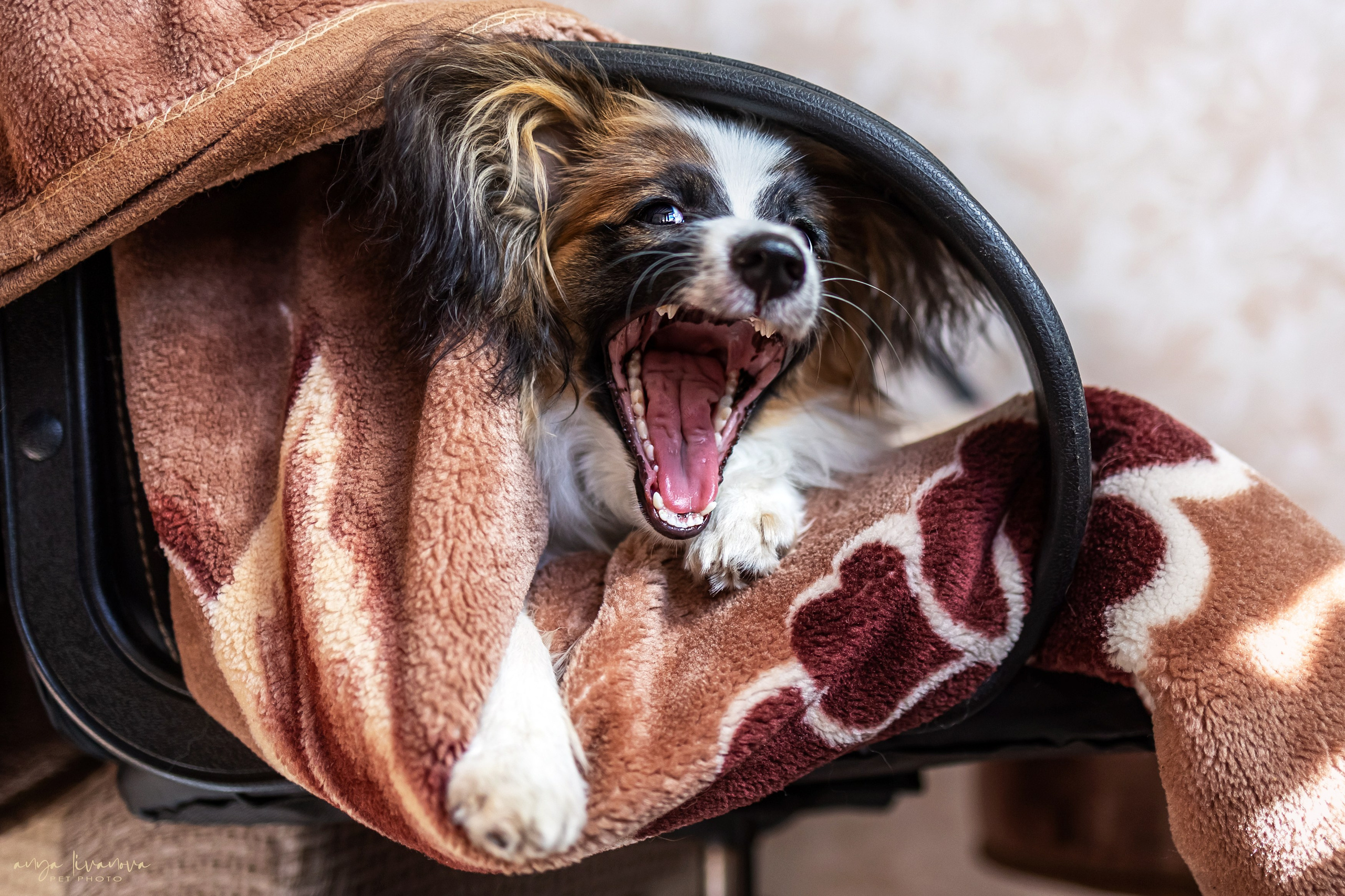 Хьюстон. Фотограф анималист Аня Ливанова | Рыбинск