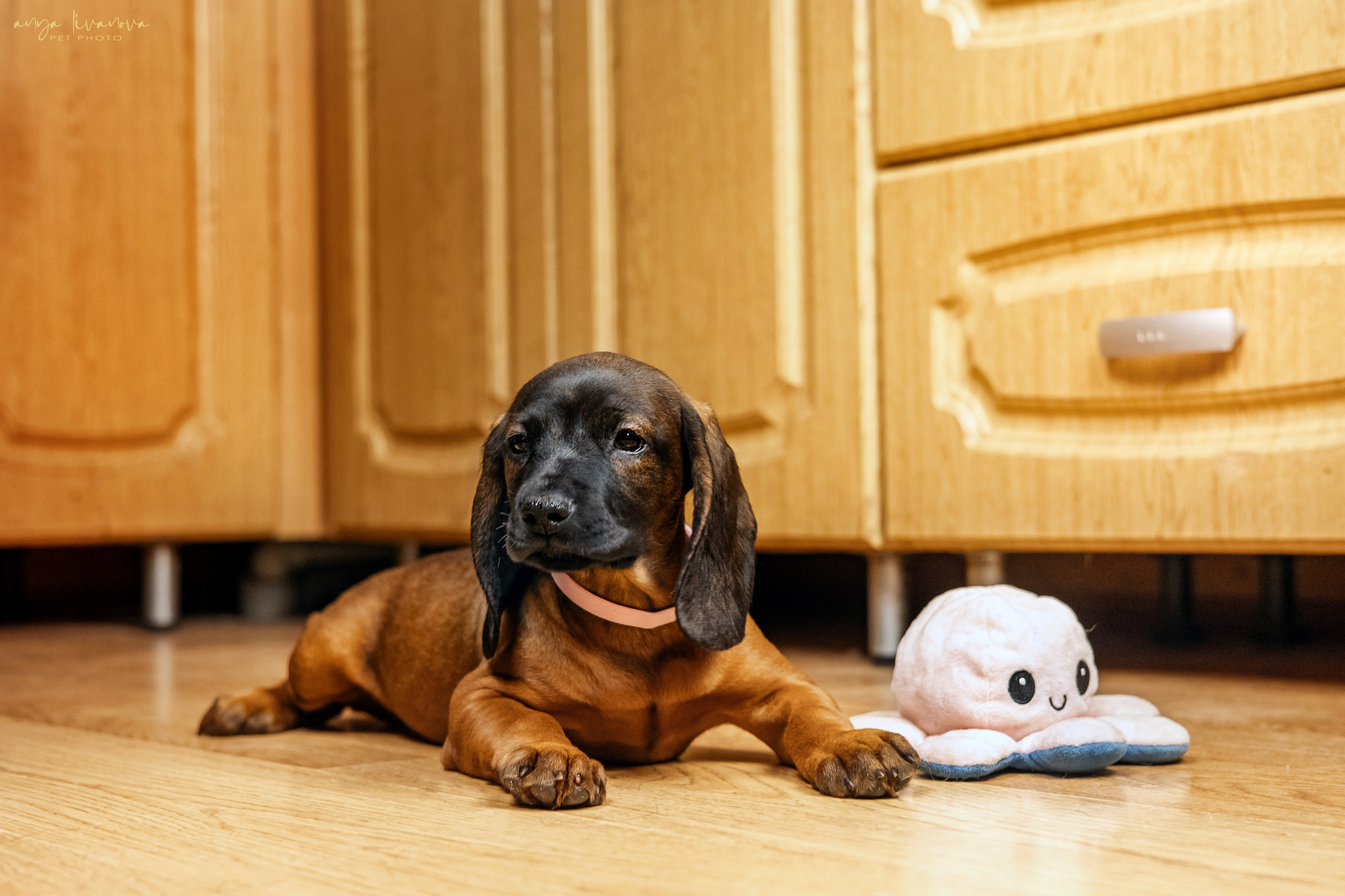 Баварцы. Фотограф анималист Аня Ливанова | Рыбинск