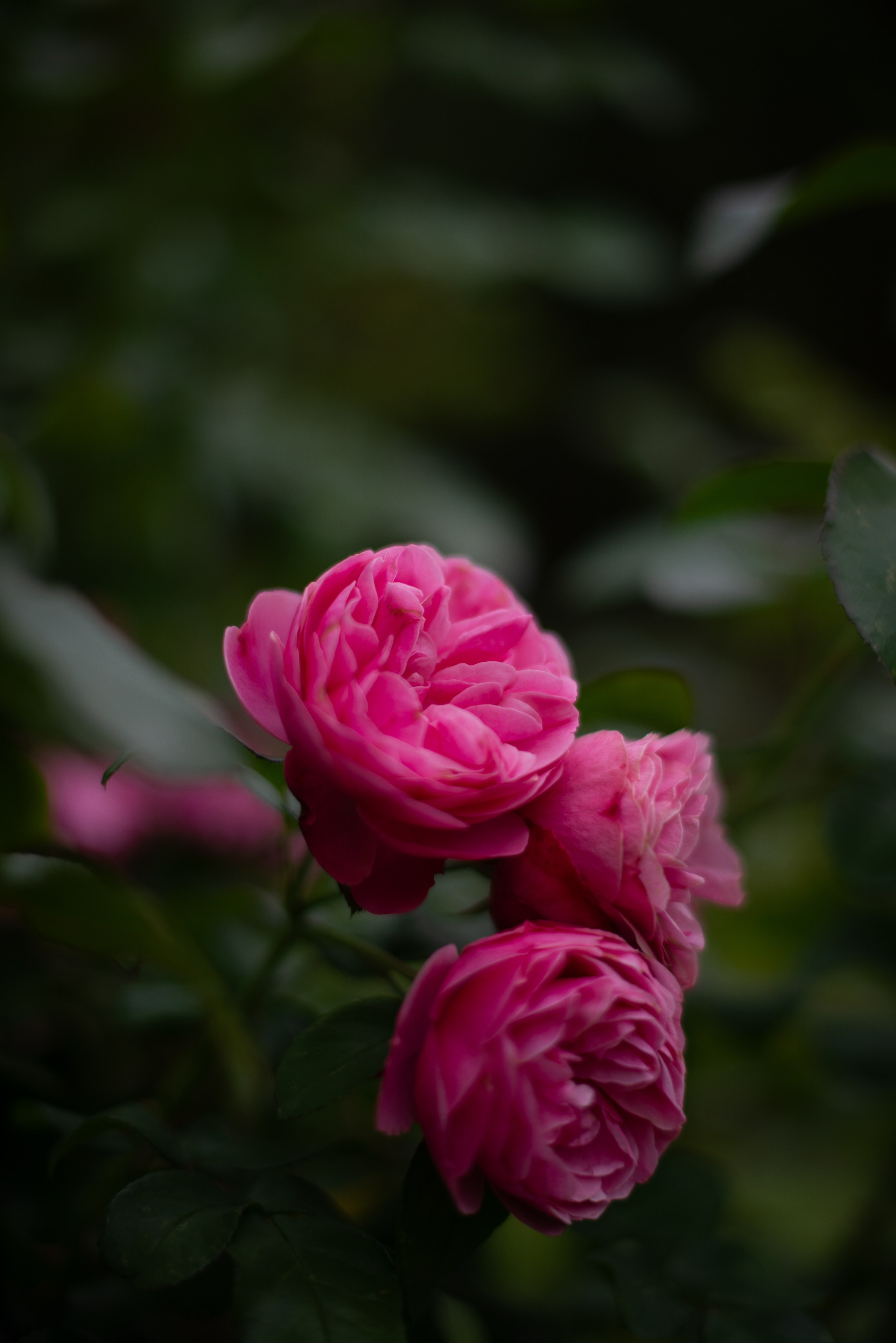 Цветы сада МГУ. Victoria Radjevna Репортажный Фотограф — Видеограф Москва • Санкт-Петербург