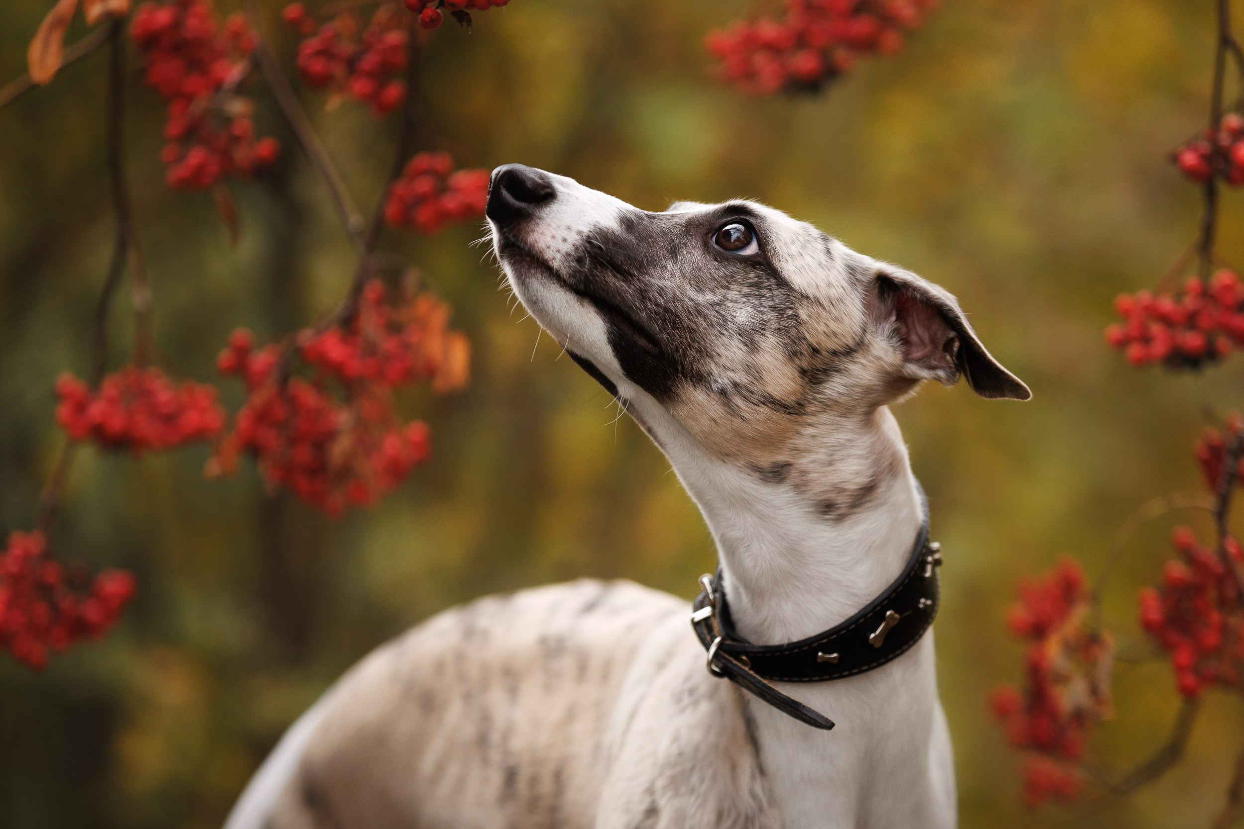 Город Набережных. Фотограф-анималист в Москве и Московской области Татьяна Фролова