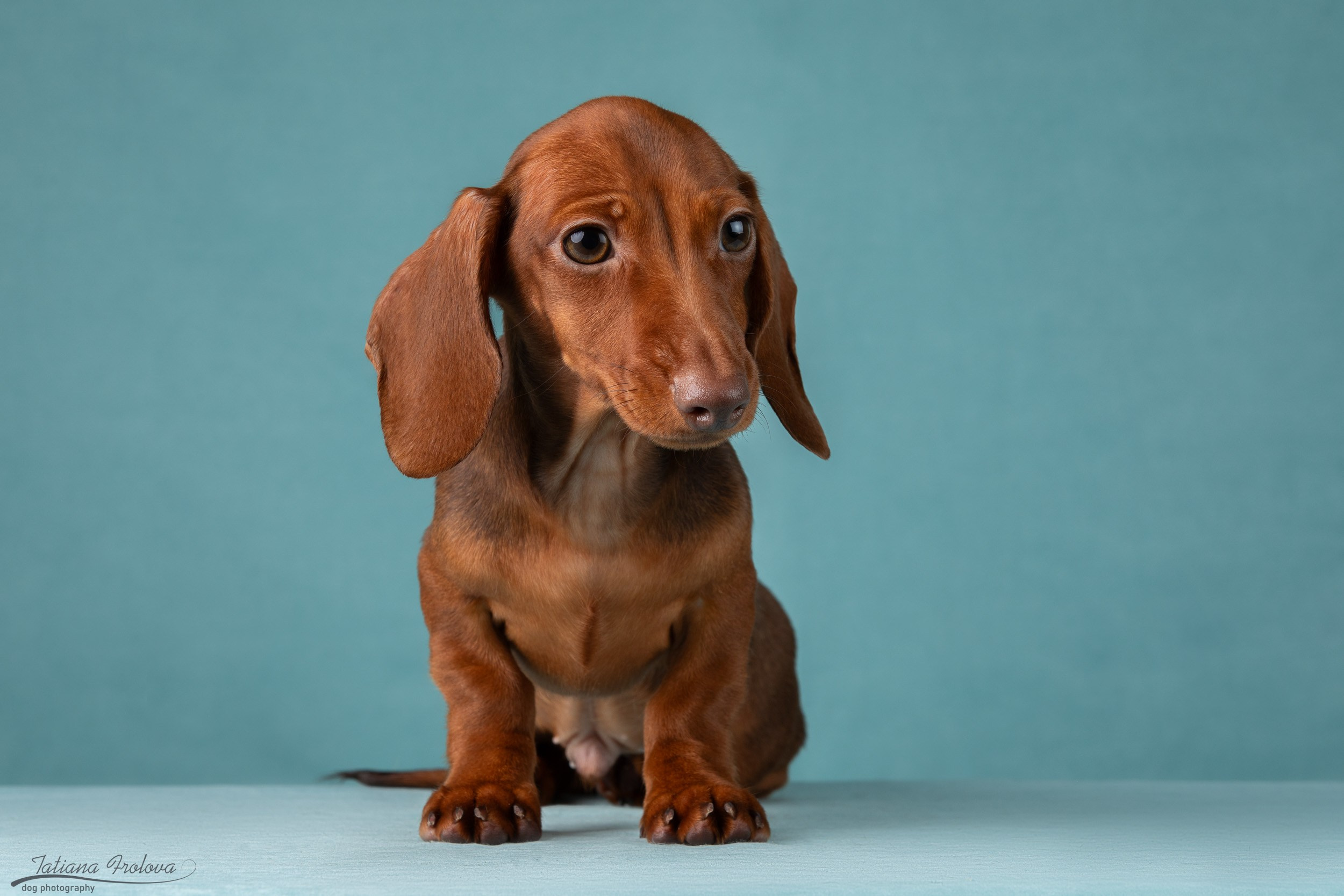 Съемка щенков таксы в минималистичном стиле. Фотограф-анималист в Москве и Московской области Татьяна Фролова