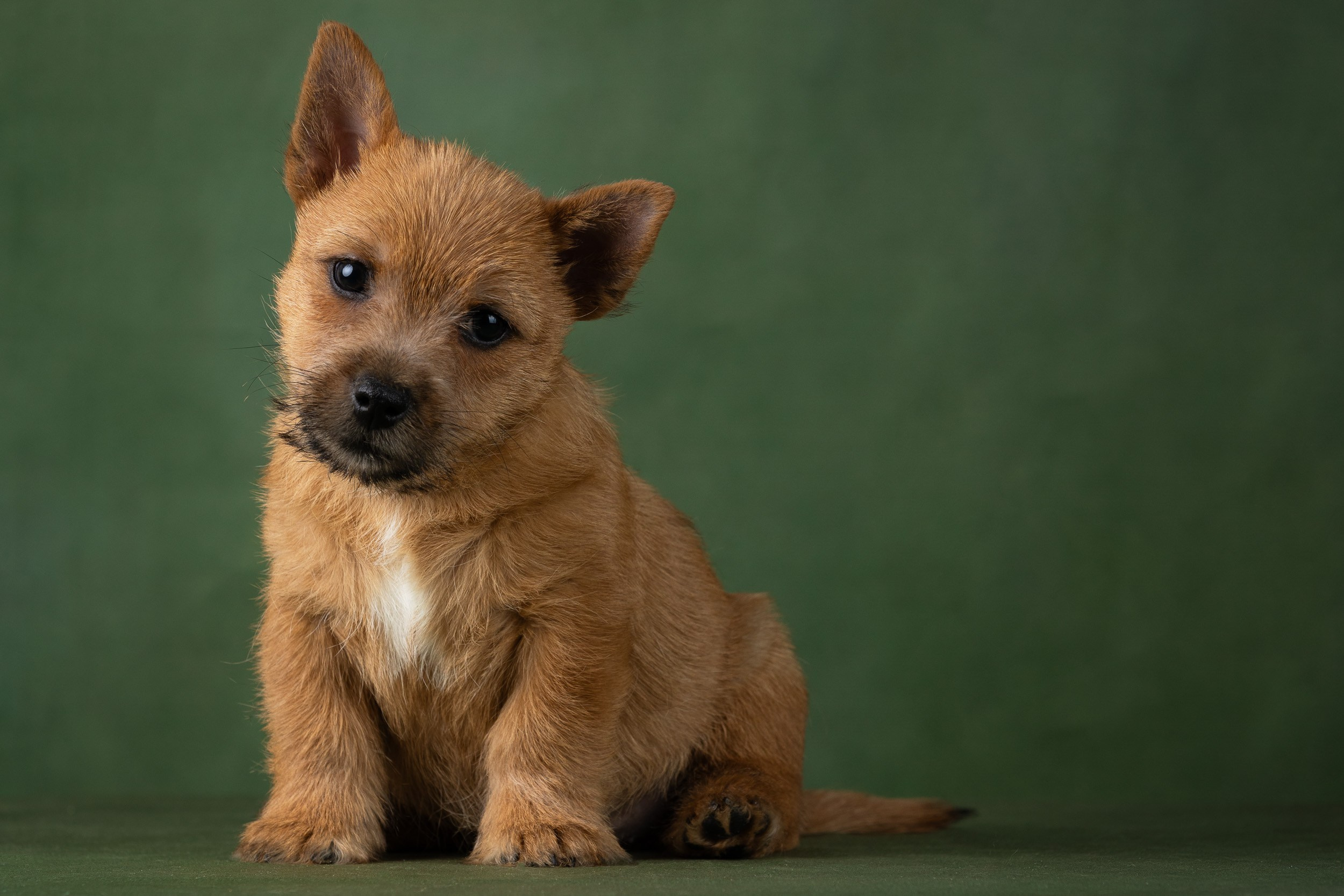 Фотосъемка щенков норвич-терьера в питомнике Москва и область. Фотограф-анималист в Москве и Московской области Татьяна Фролова