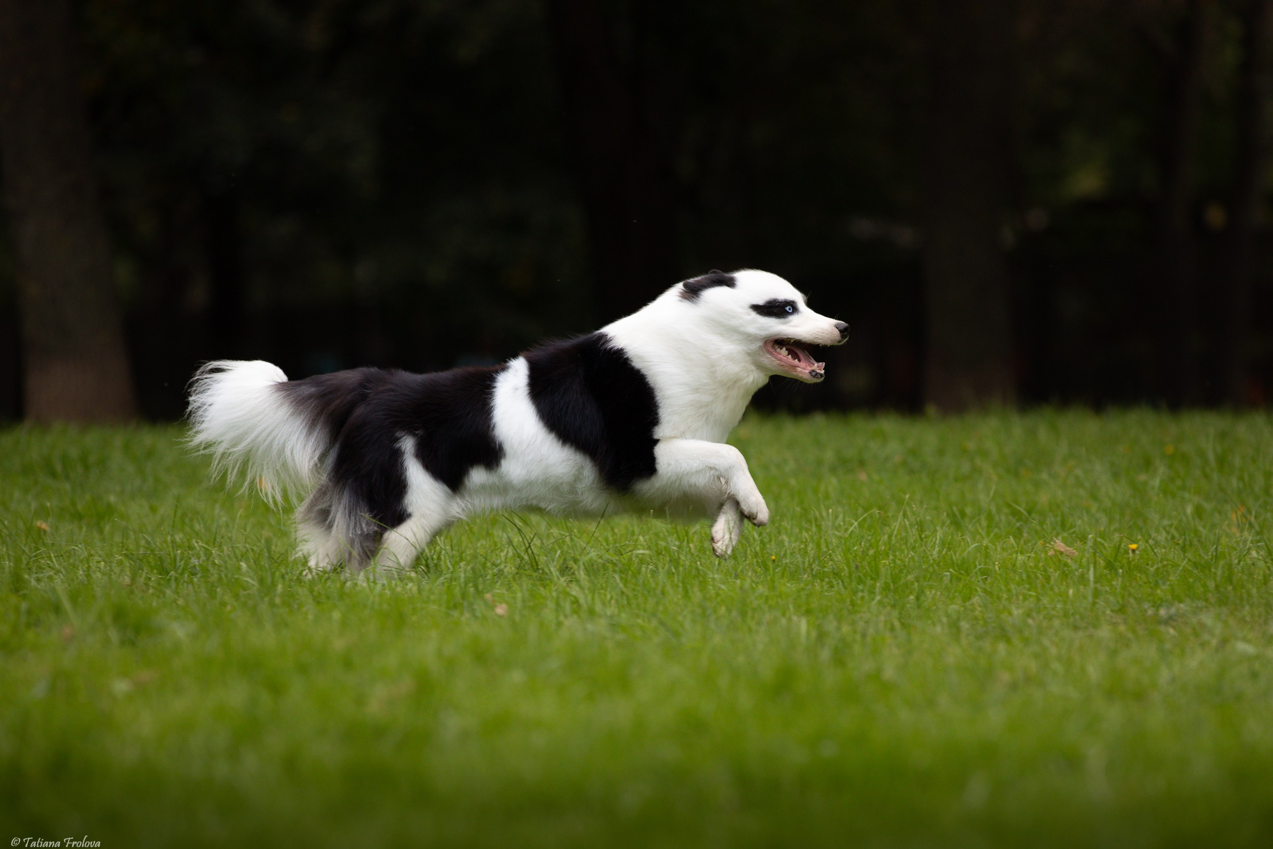 Небольшая фотосессия в Москве после выставки собак. Фотограф-анималист в Москве и Московской области Татьяна Фролова
