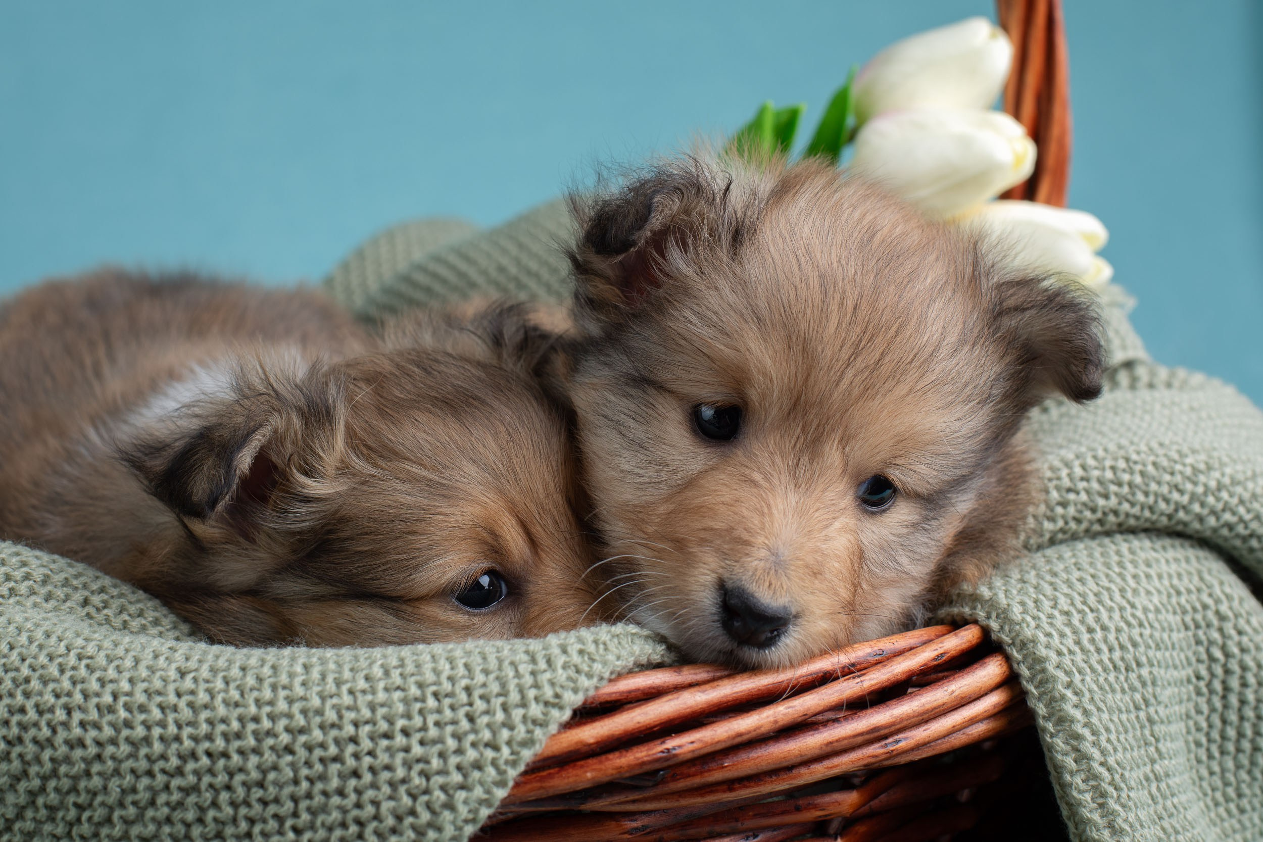 Фото соболиных щенков шелти в возрасте 7 недель на голубом фоне. Фотограф-анималист в Москве и Московской области Татьяна Фролова