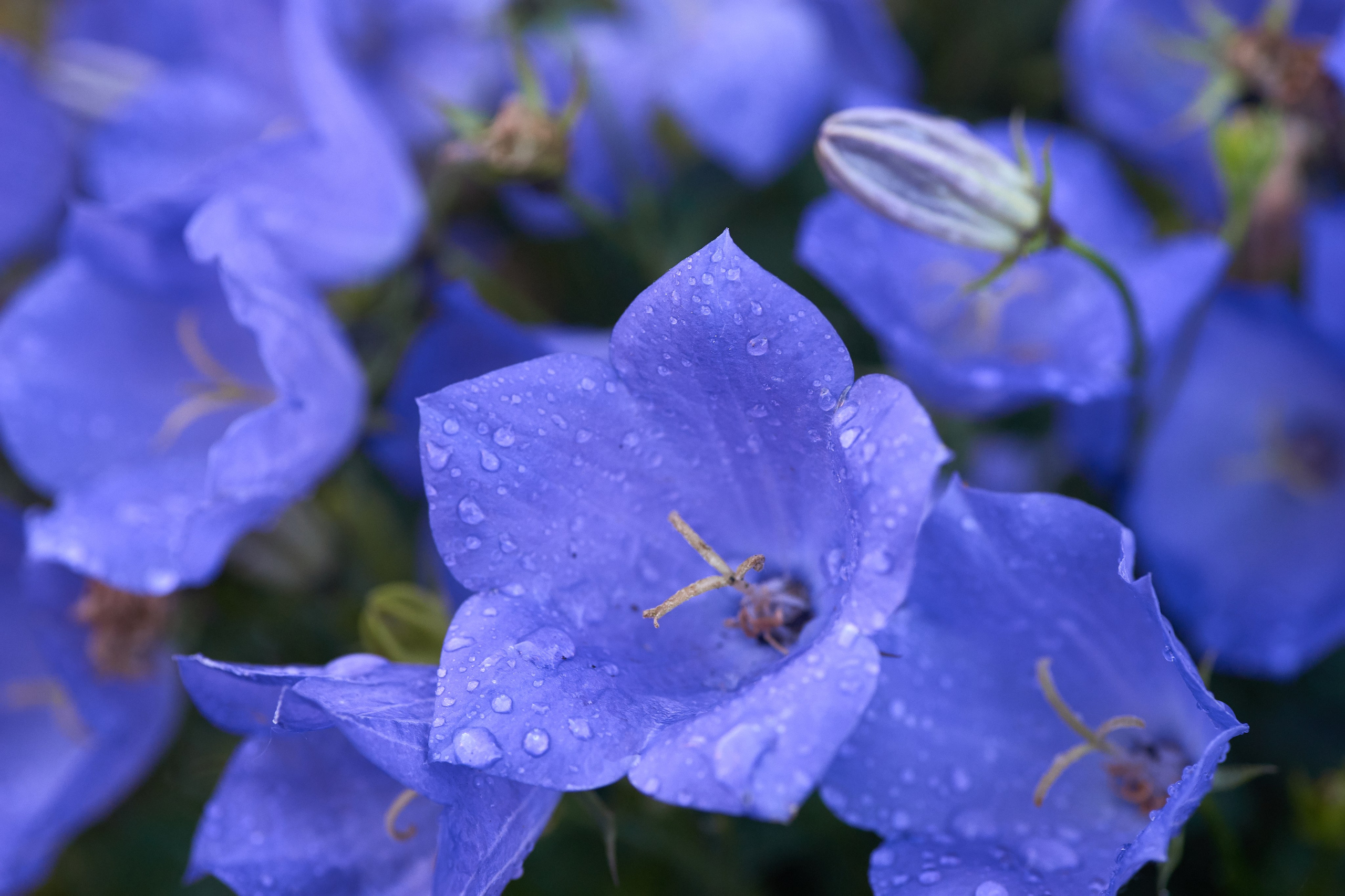 Наша мать — природа. Фотограф Владимир Артамонов