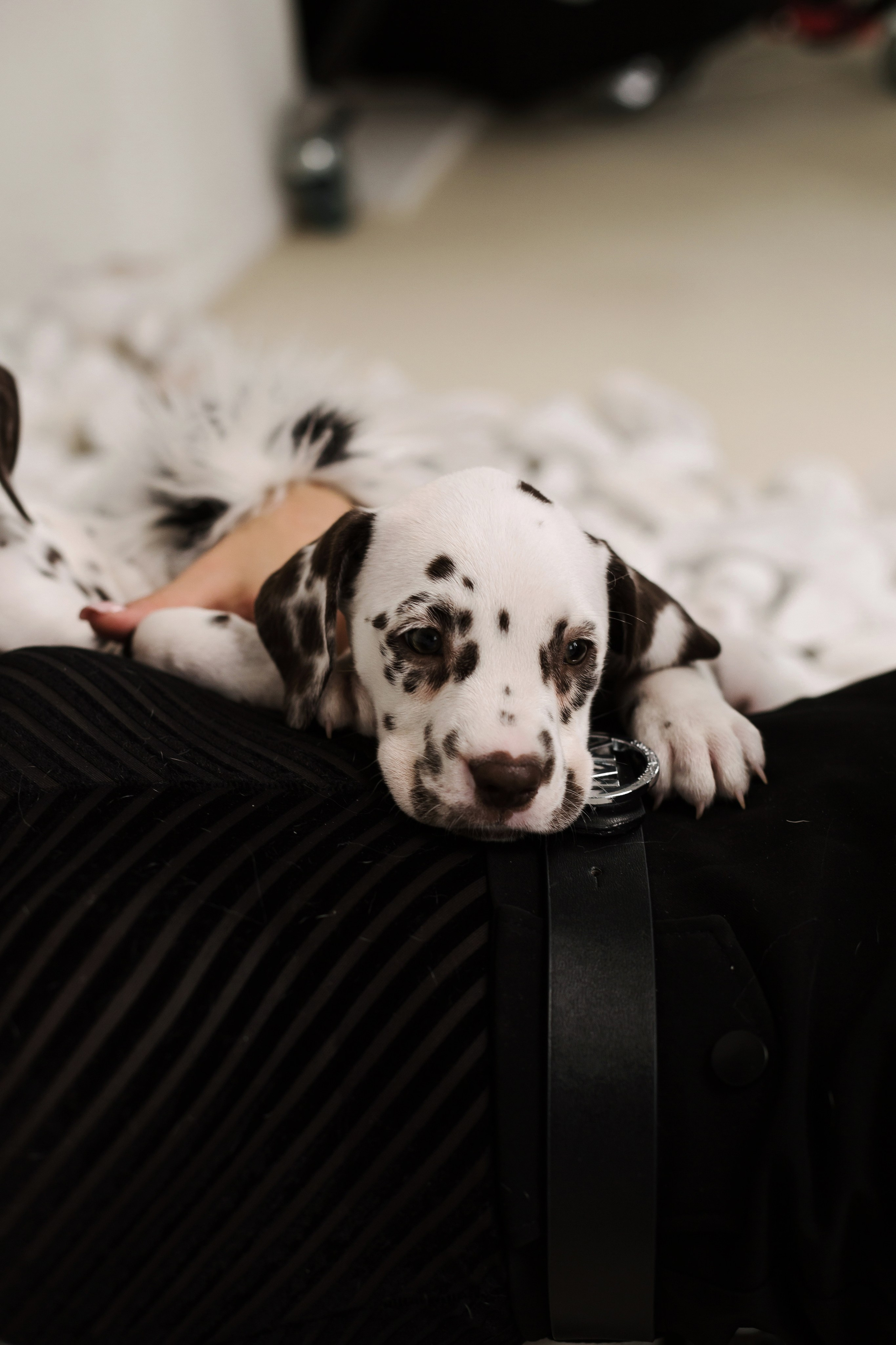 Md:@m_korsunenko Hair: @aleksandrova.hair Org: @creative_photoday Loc: Ark studio | фотостудия СПБ Dogs: vk.com/club2372836