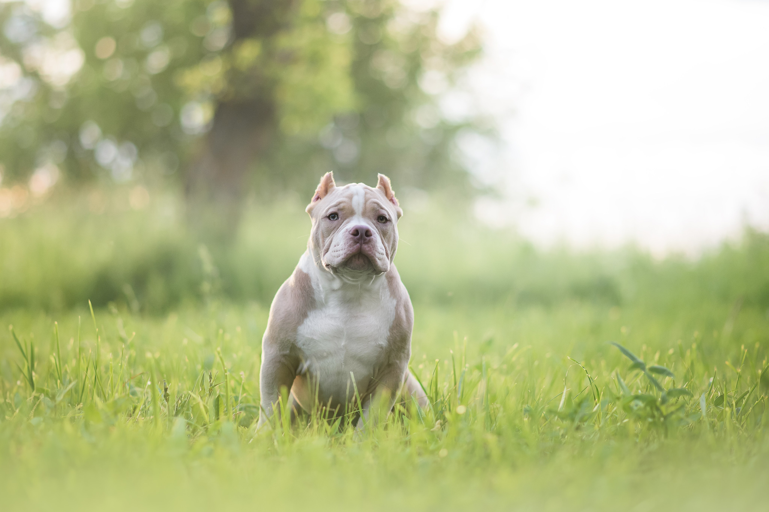 Щенки Американского Булли — 15.06.2024. Фотограф — Анималист | Анна Абрамова