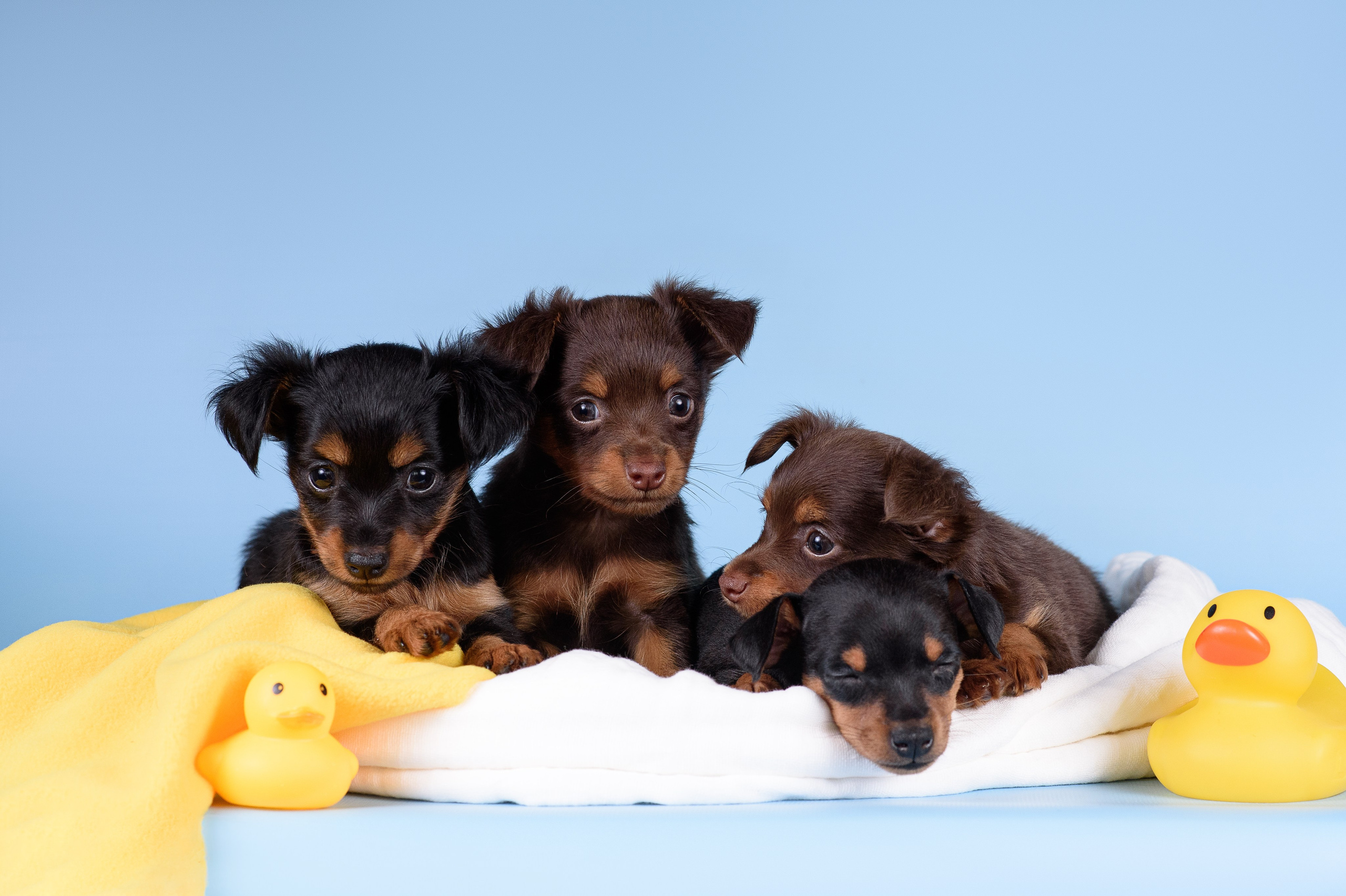 Щенки Пражских крысариков -13.04.2024. Фотограф — Анималист | Анна Абрамова