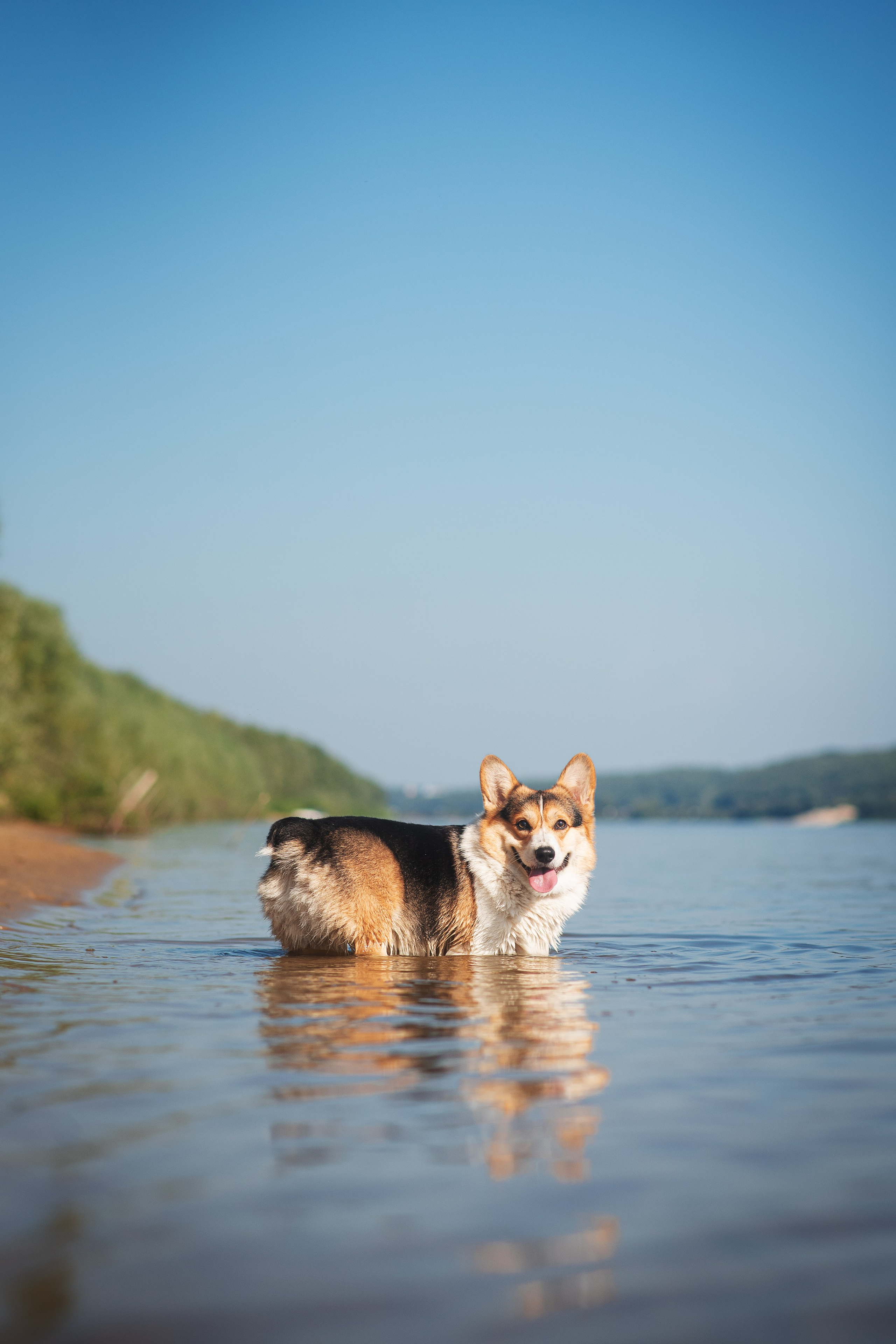 Майк и Лея — 29.08.2024. Фотограф — Анималист | Анна Абрамова