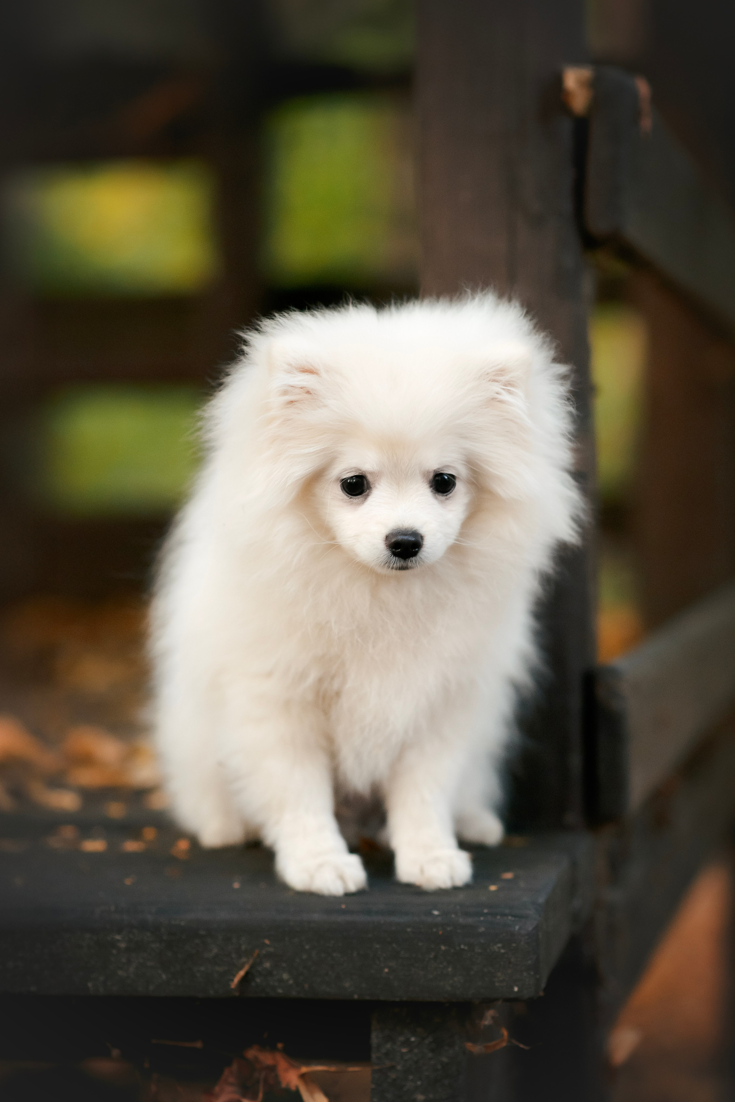 Малый немецкий шпиц — 18.09.2025. Фотограф — Анималист | Анна Абрамова