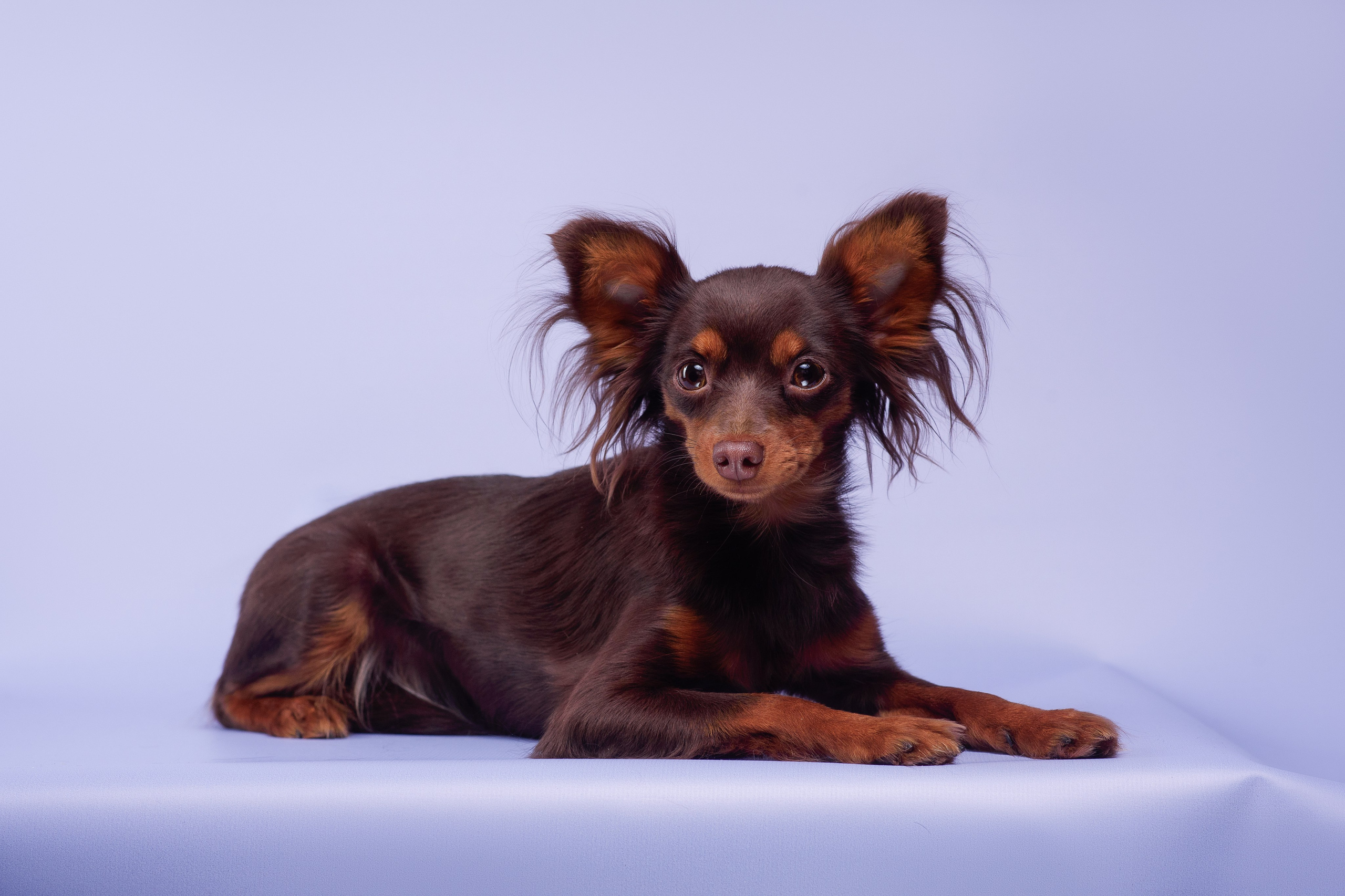 Пражские крысарики — 02.04.2025. Фотограф — Анималист | Анна Абрамова