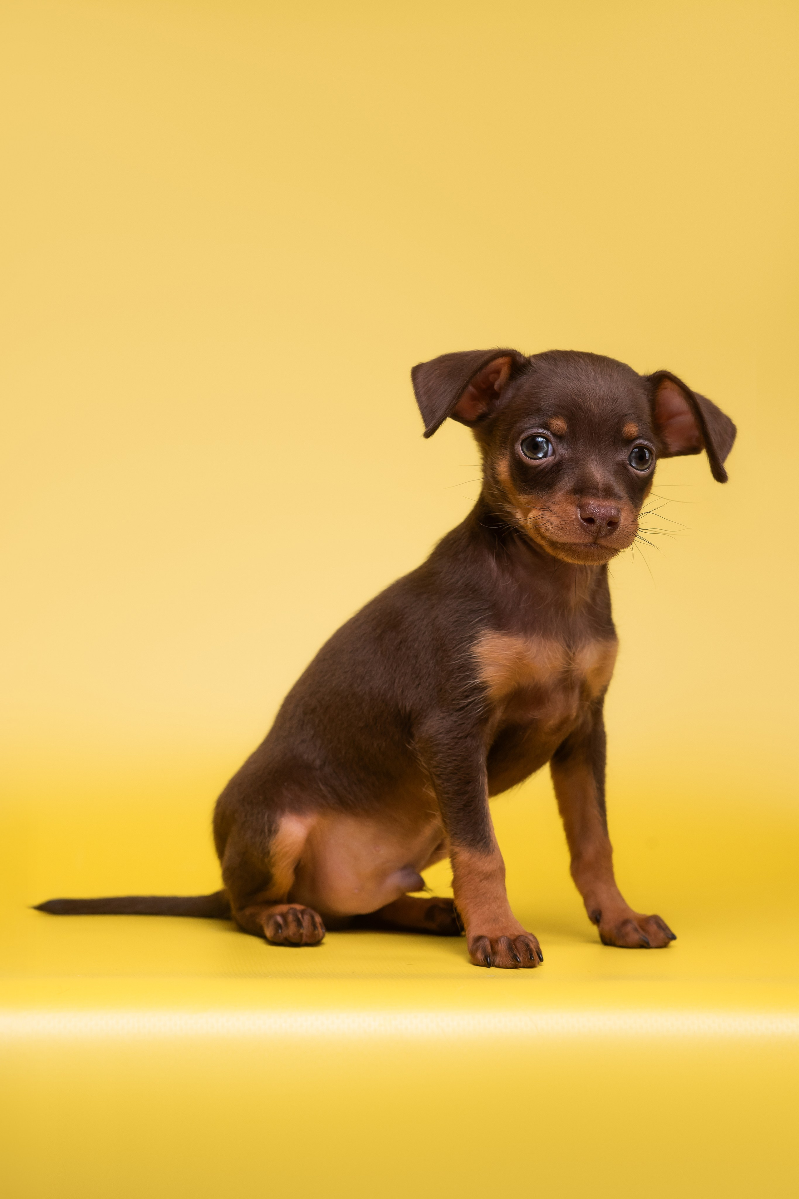 Пражские крысарики — 02.04.2025. Фотограф — Анималист | Анна Абрамова