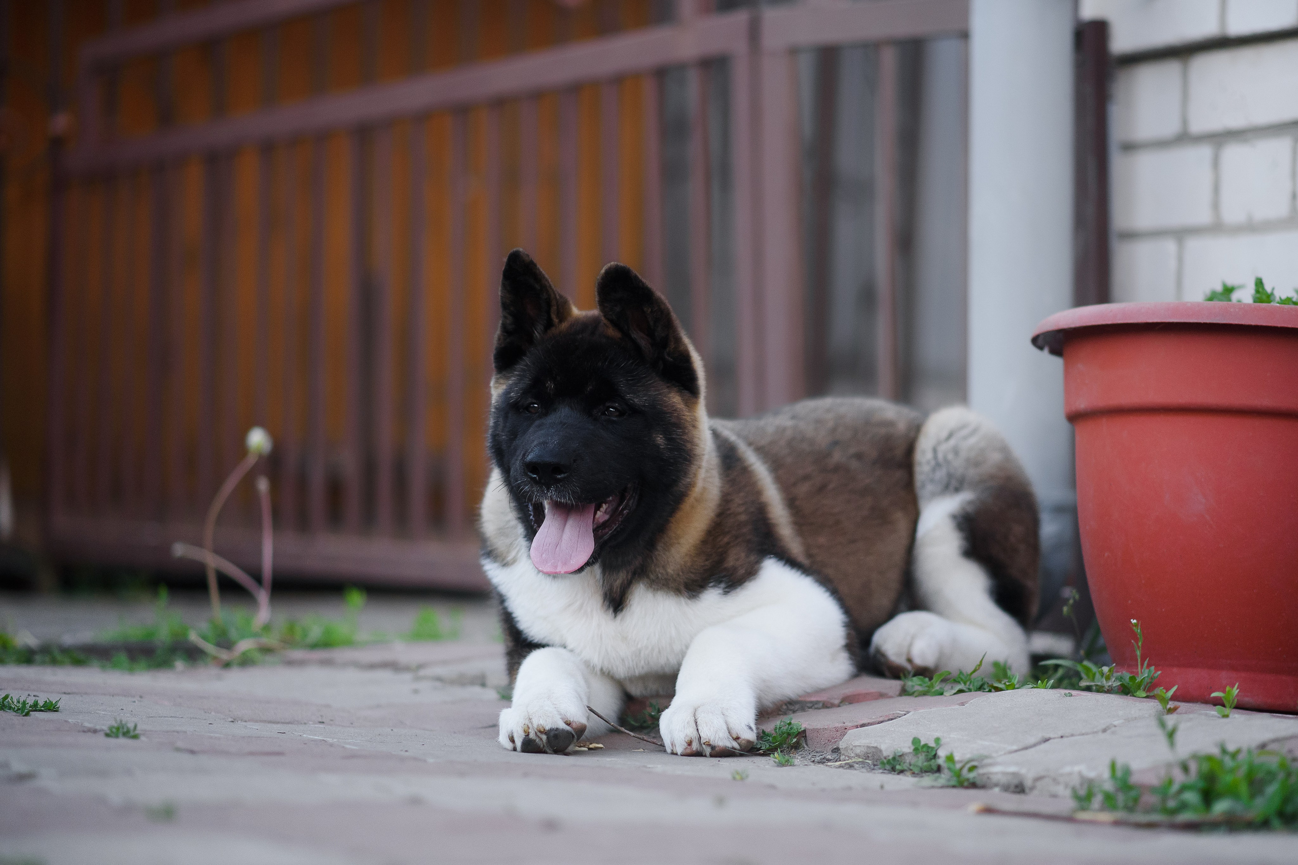 Байкер — 30.05.2024. Фотограф — Анималист | Анна Абрамова