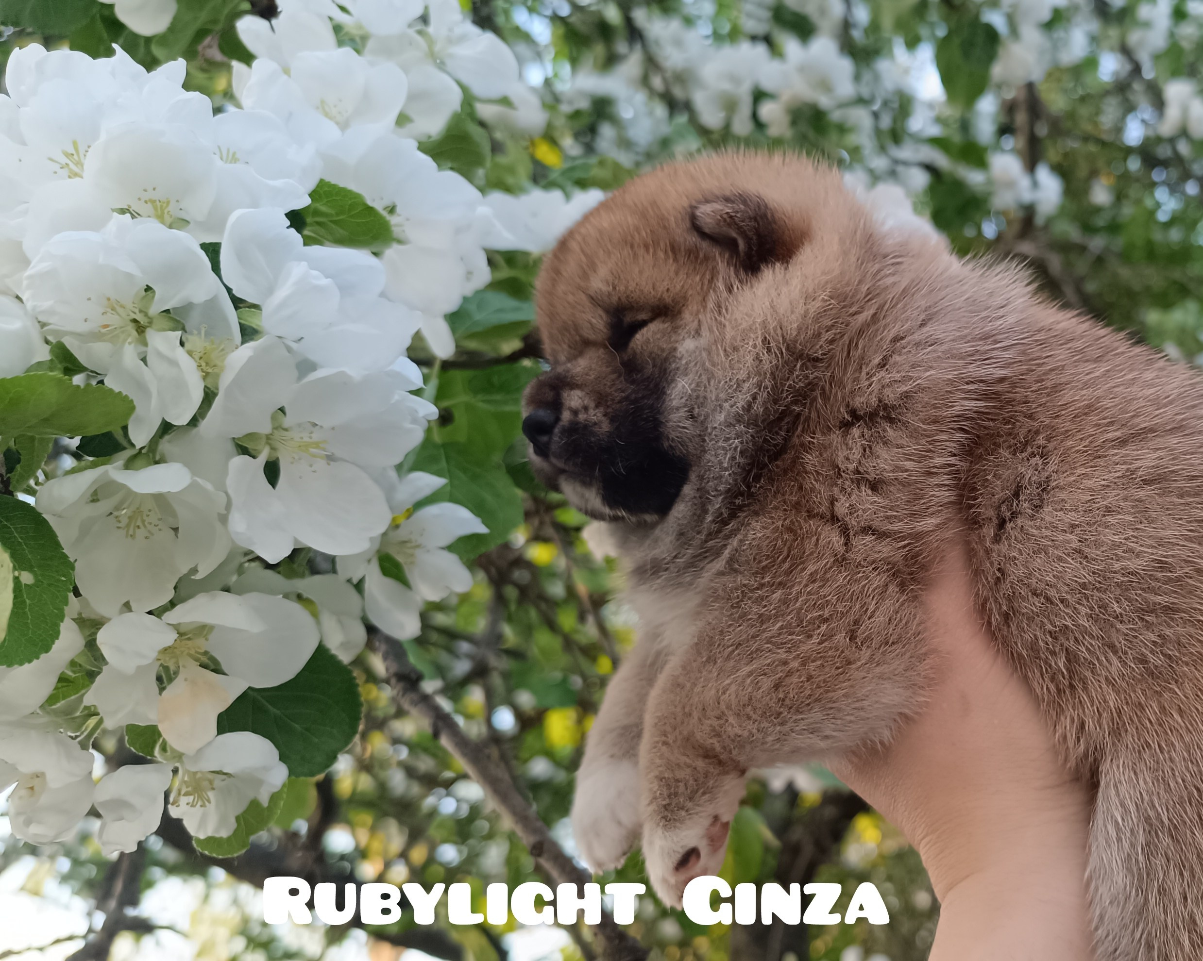 сиба питомник Рубилайт щенки на продажу rubylight  сиба щенки купить СПб Санкт-Петербург 