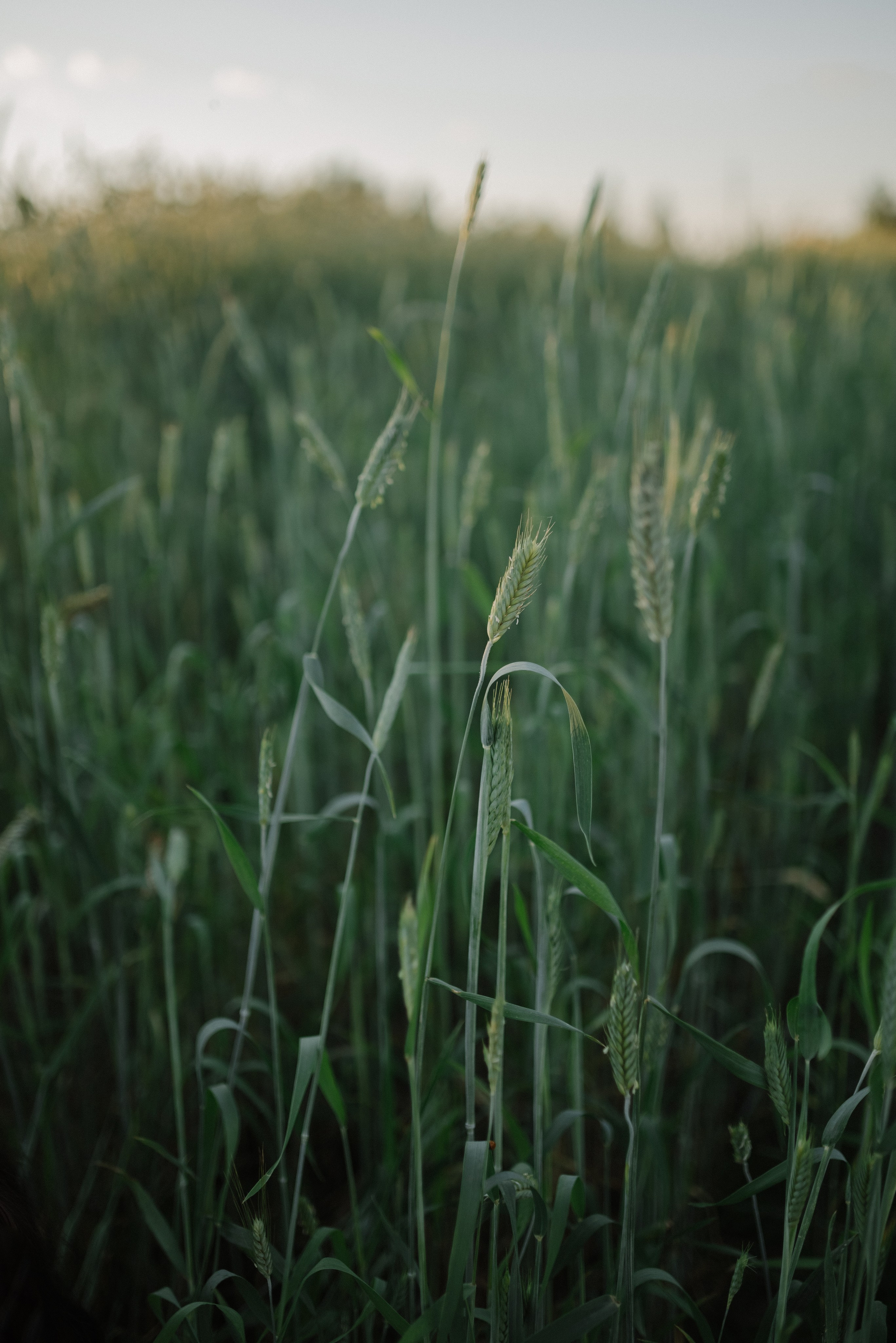 Ксюша. Фотограф Анна Абрикосова