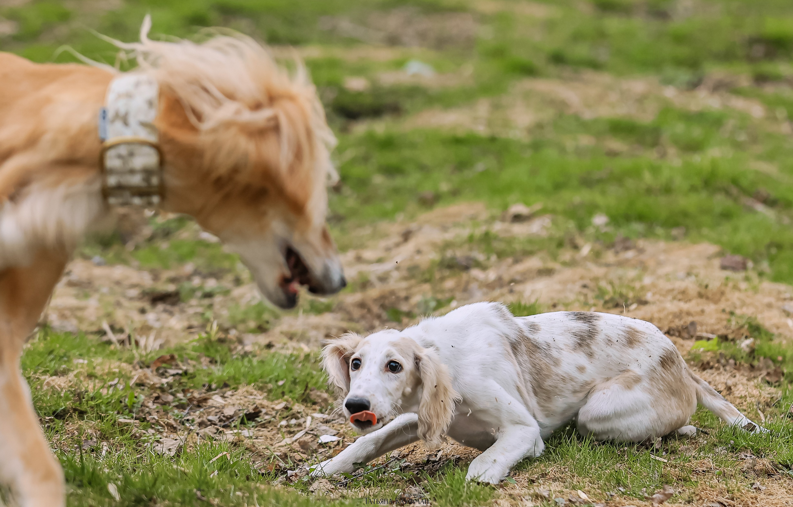 Салюки, фотография салюки, красивая собака, фотограф анималист, фотокурс Анималистика, научиться фотографировать собак, фотограф Новосибирск