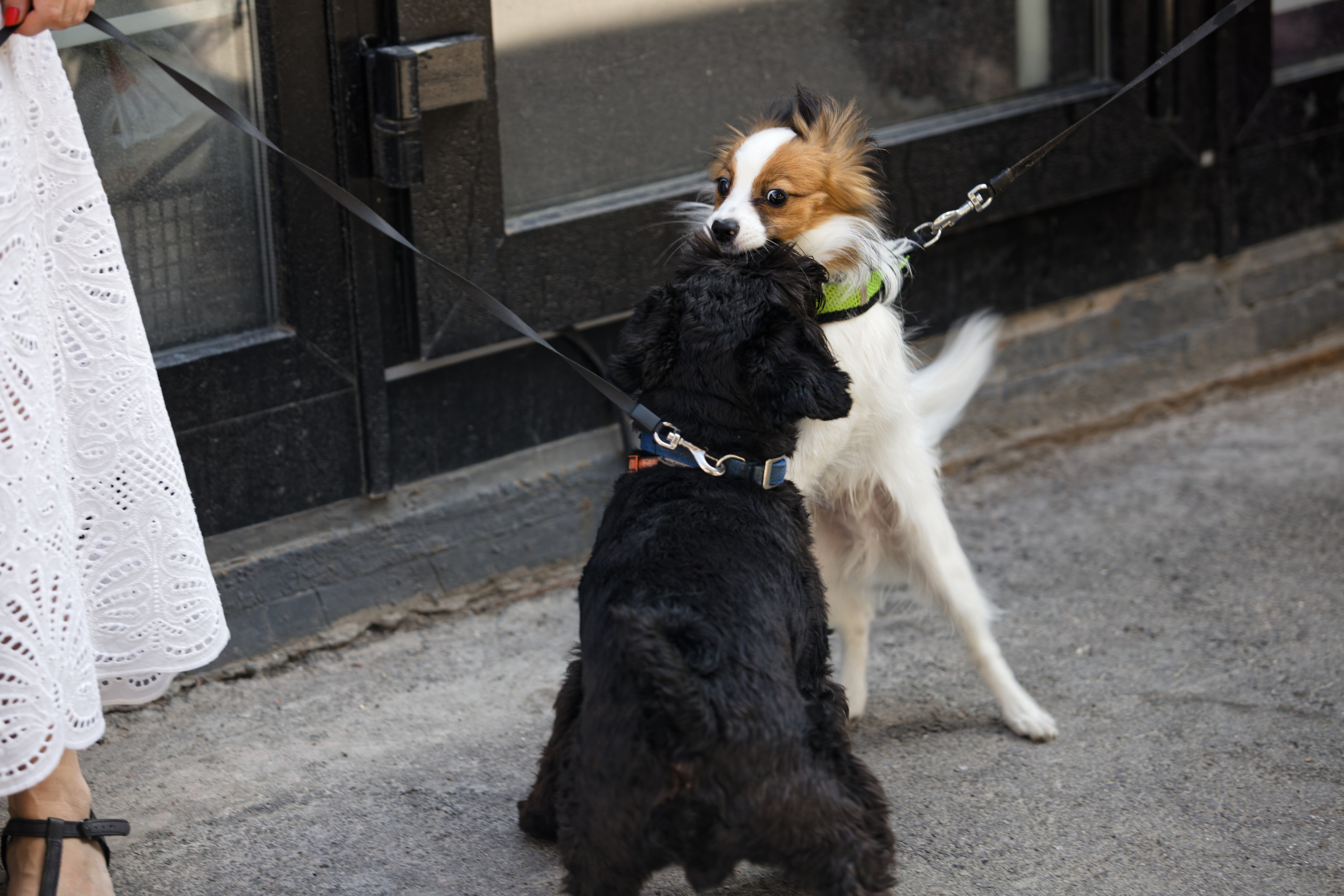 Вечеринка для собак Oh my dog 20.07.2025. Репортажный и спортивный фотограф в г. Пермь Зильберг Павел