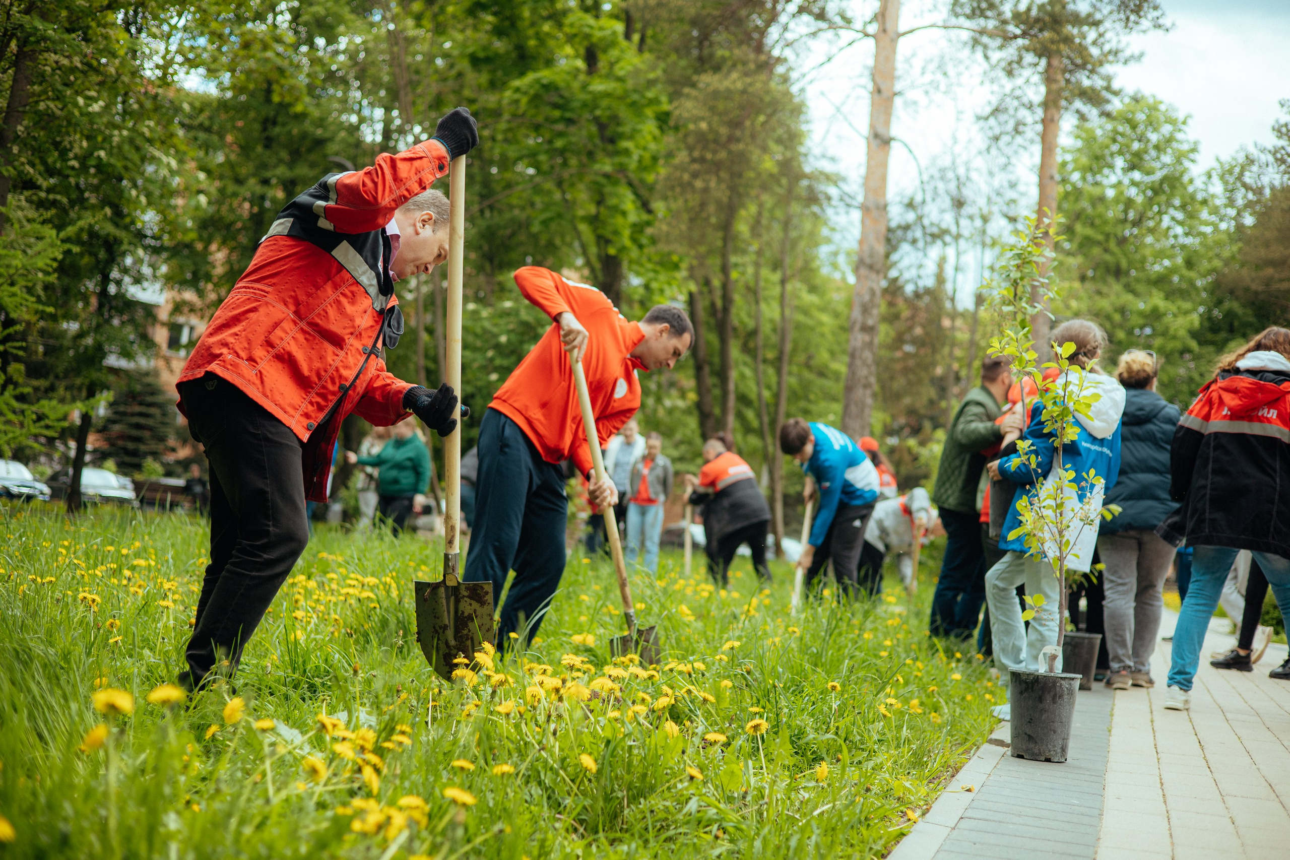 Сад памяти | волонтеры победы