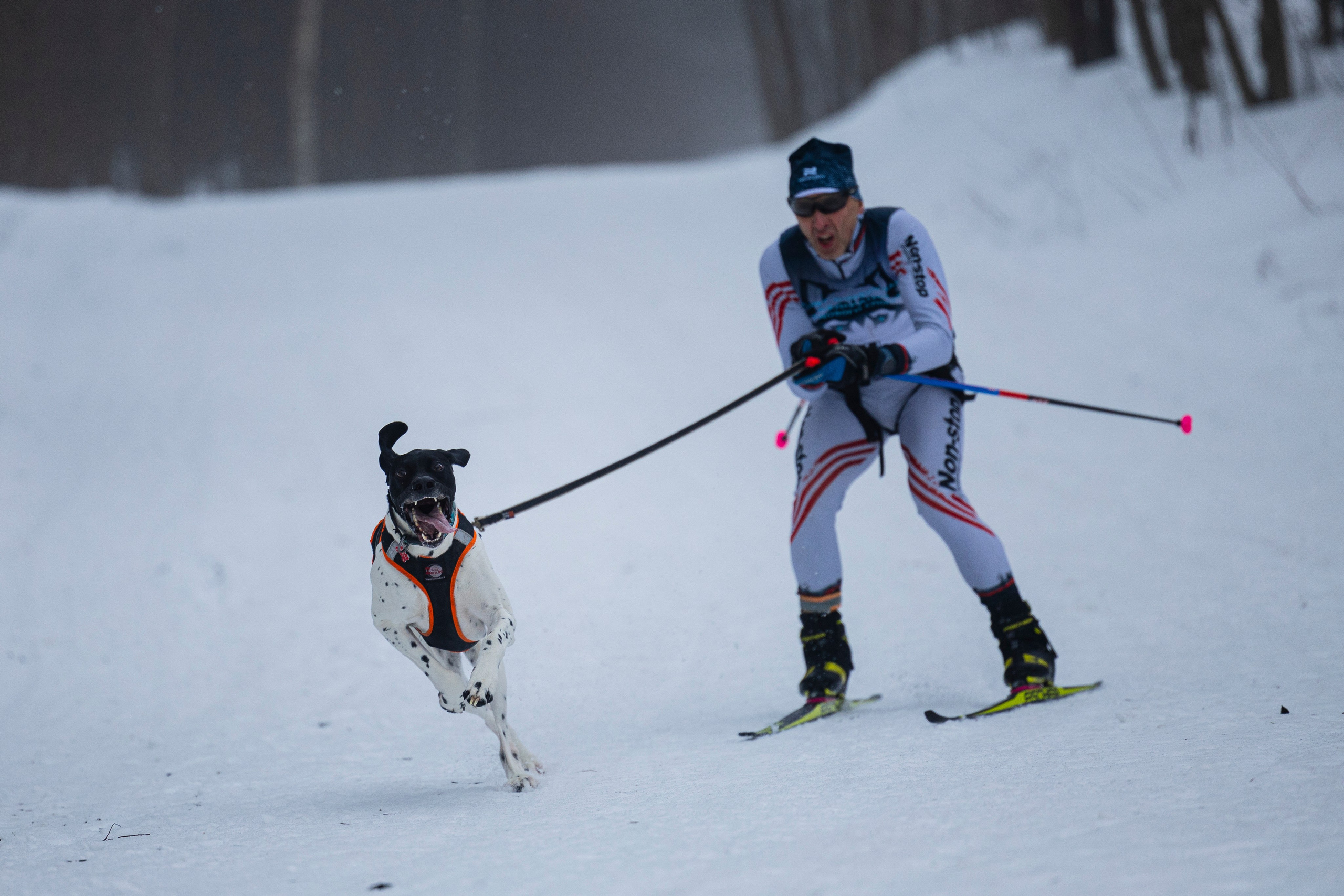 Зимний Чемпионат Санкт-Петербурга по ездовому спорту. Фотограф-анималист Анна Маринич
