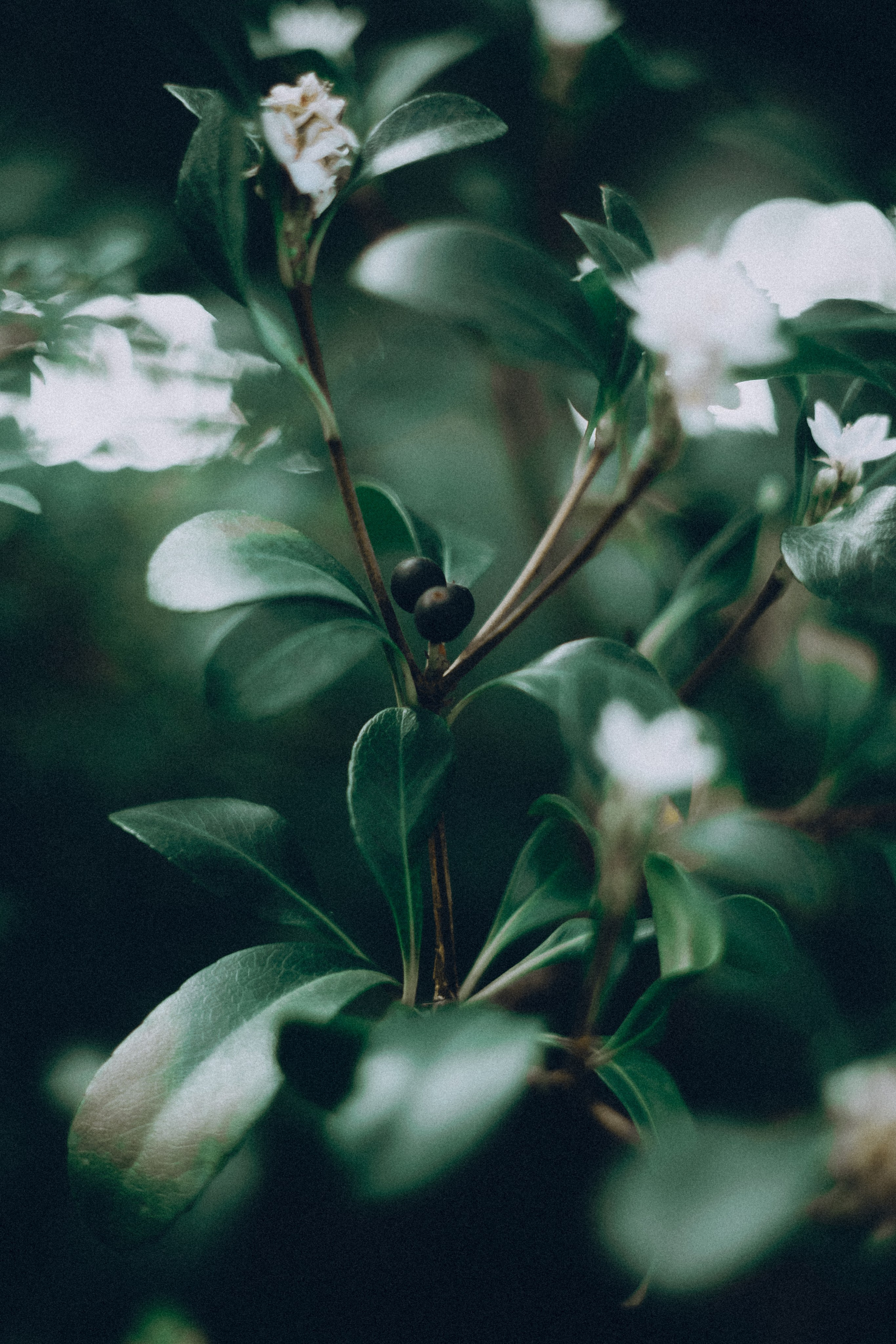 Botanical. Портретный и свадебный фотограф в Москве и Санкт-Петербурге. Учитель фотографии онлайн и оффлайн