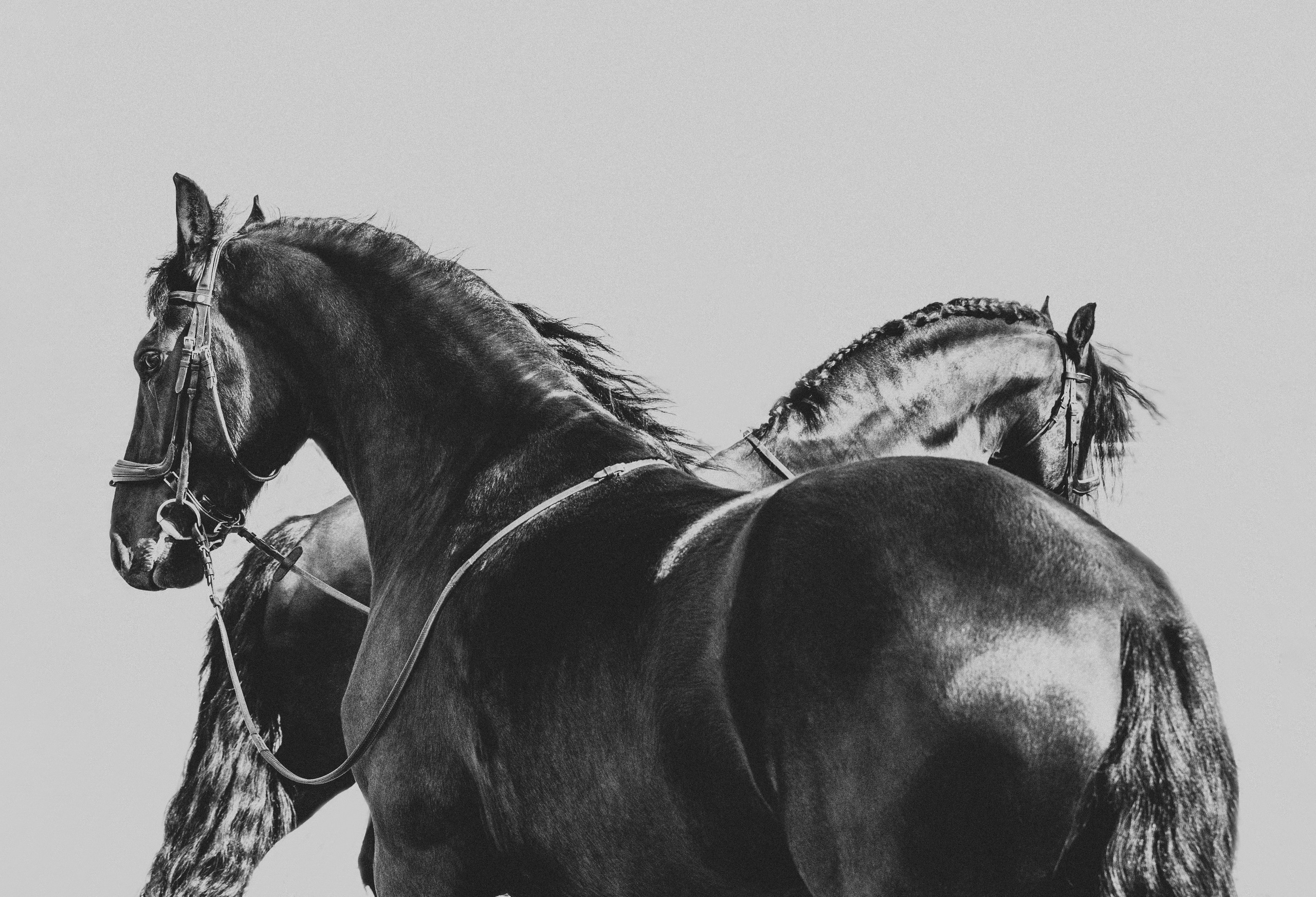 Съёмка лошадей/чб. Конный фотограф в Калининграде Елена Курбатова