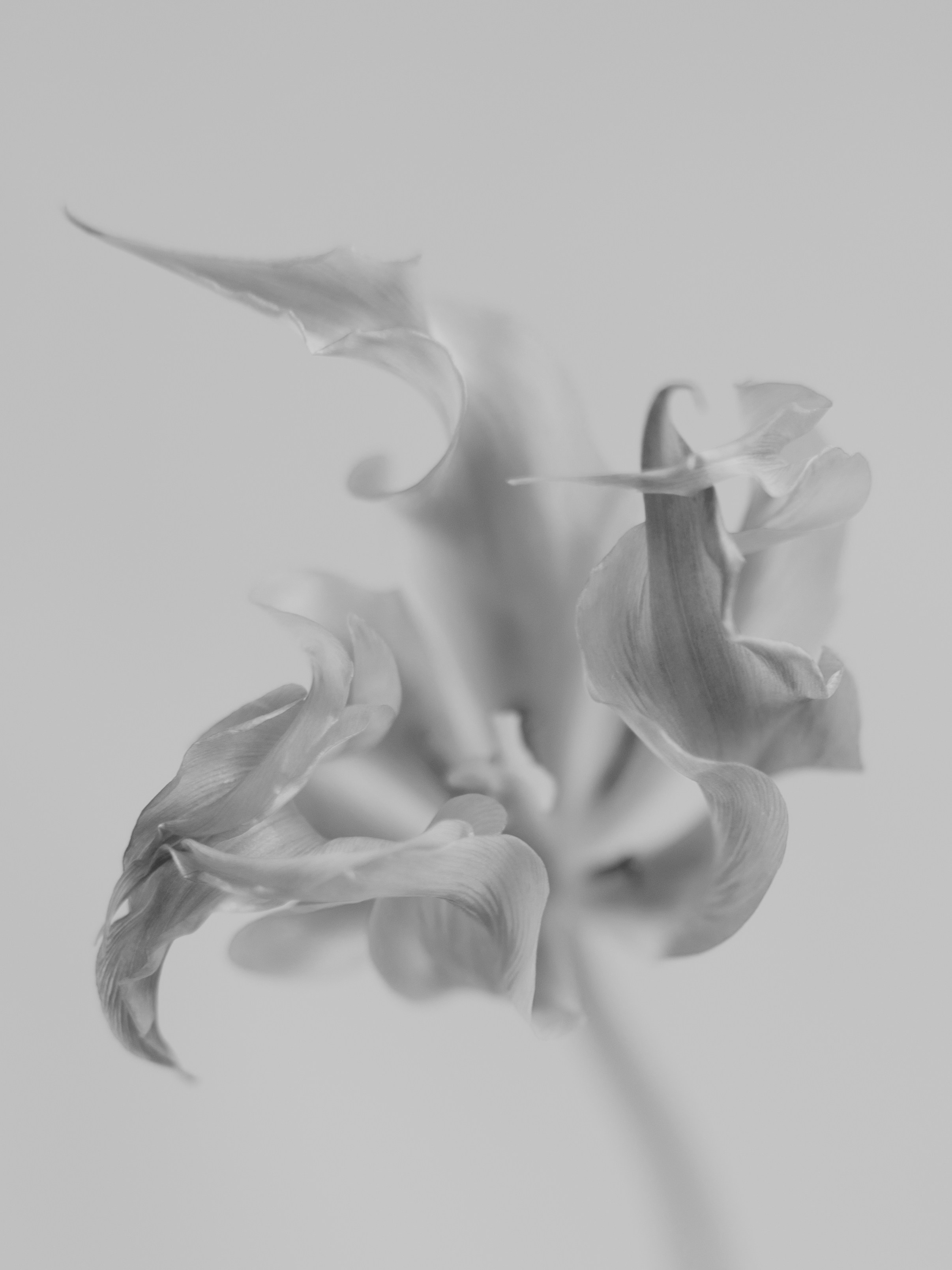 Пейзаж в интерьере | Interior landscape. Фотограф алина стерхова, алина стерхова фотограф, фотограф москва