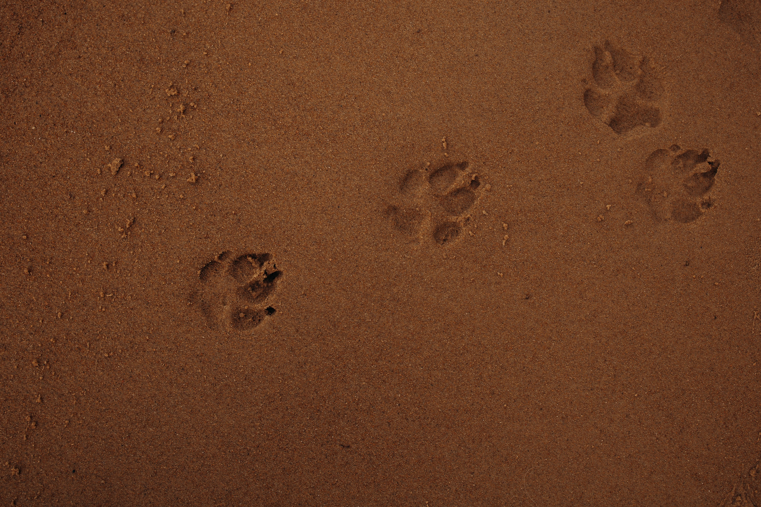Прогулка Насти с Арчи и Арагоном. Фотограф-анималист в Санкт-Петеребурге Титова Алиса