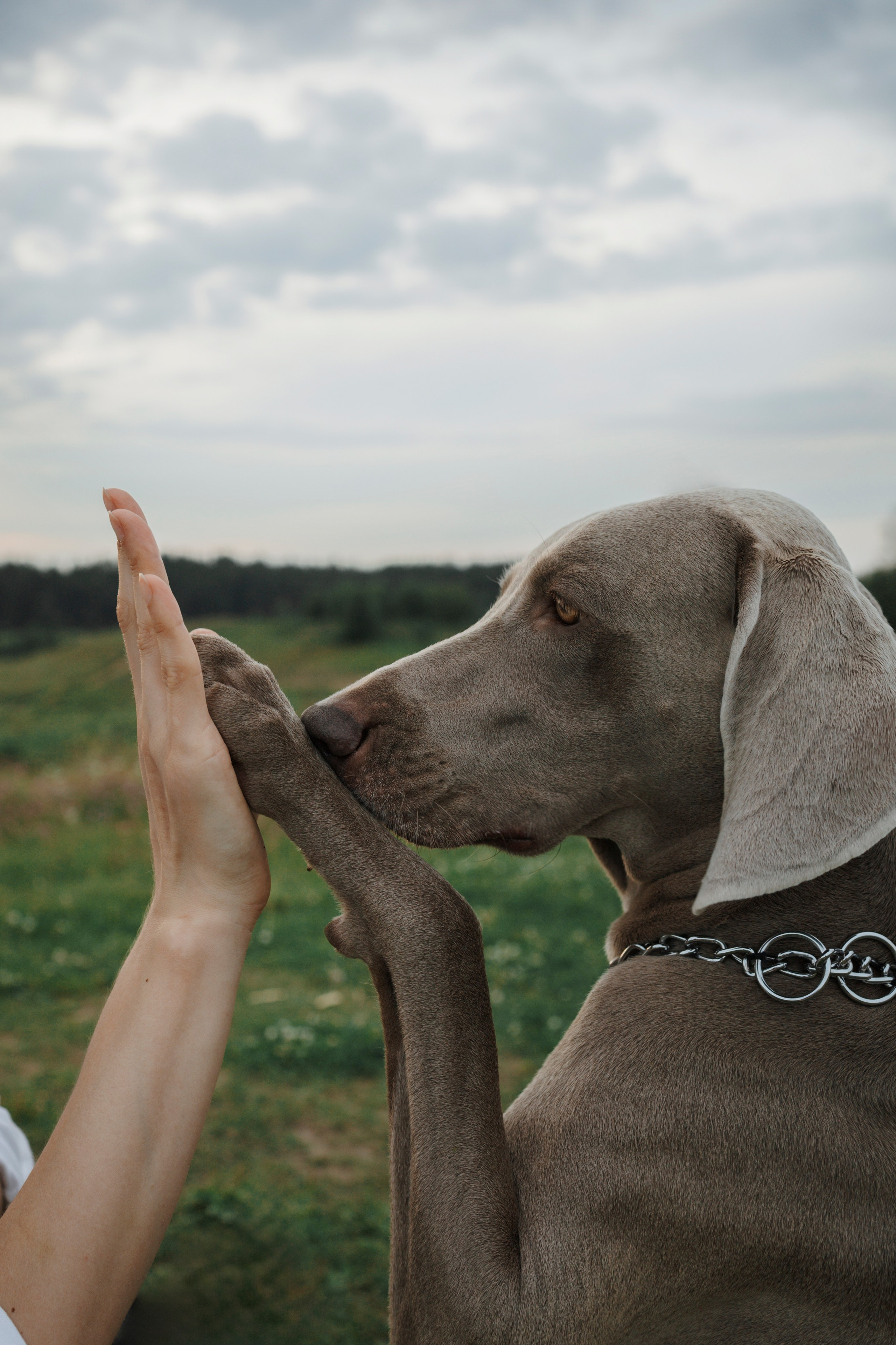 Маргарита и веймаранеры. Фотограф-анималист в Санкт-Петеребурге Титова Алиса