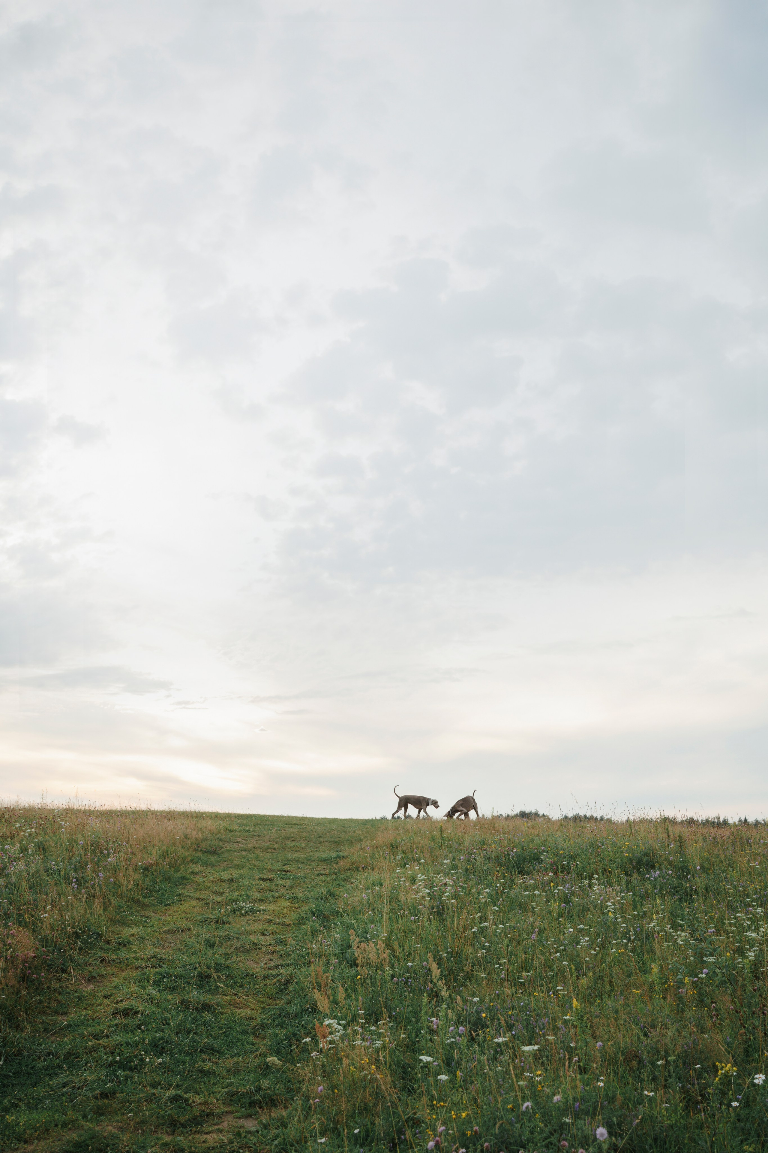Маргарита и веймаранеры. Фотограф-анималист в Санкт-Петеребурге Титова Алиса