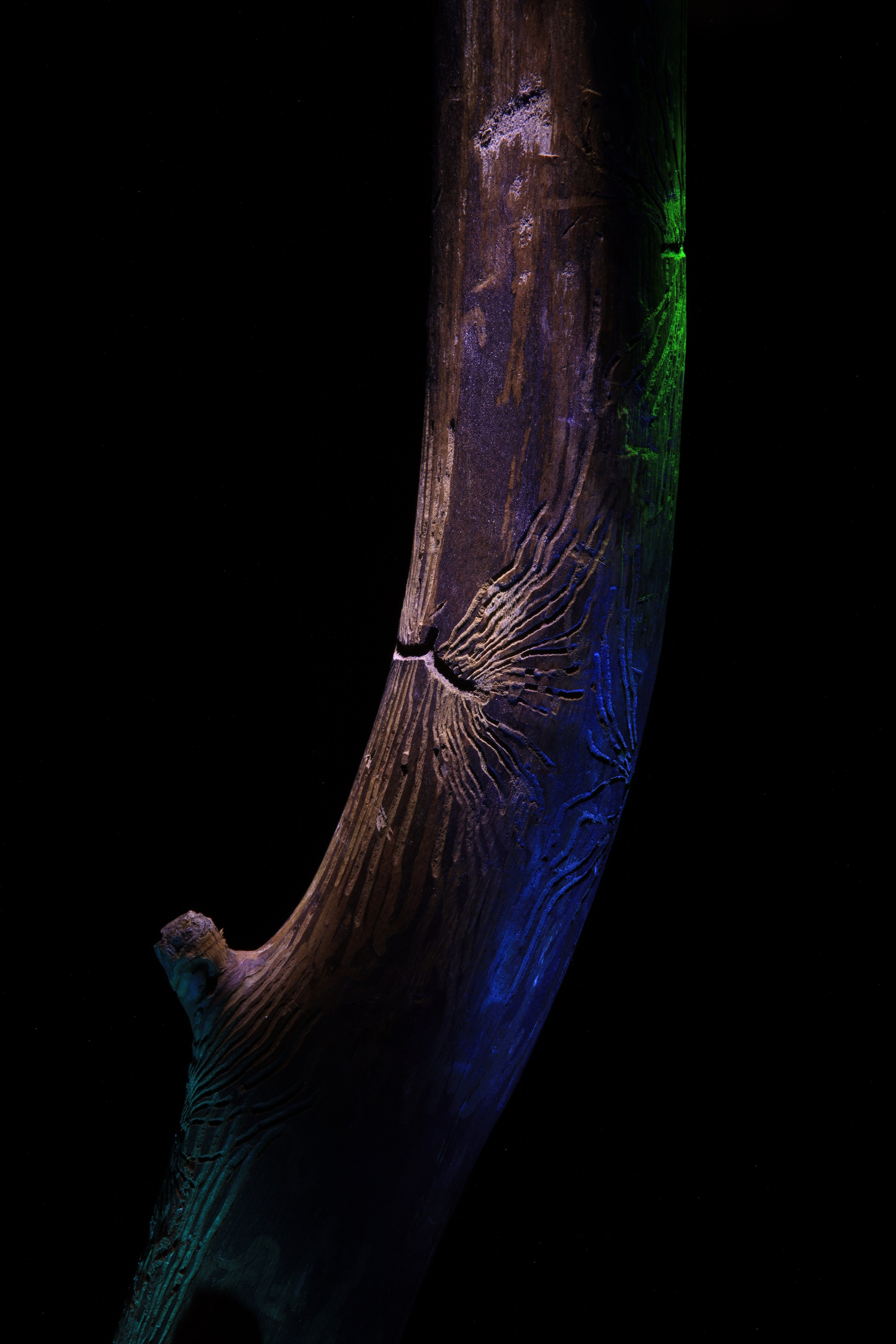 «Красок Тьма Полна». Арт-фотограф во Владивостоке Дмитрий Осипчук