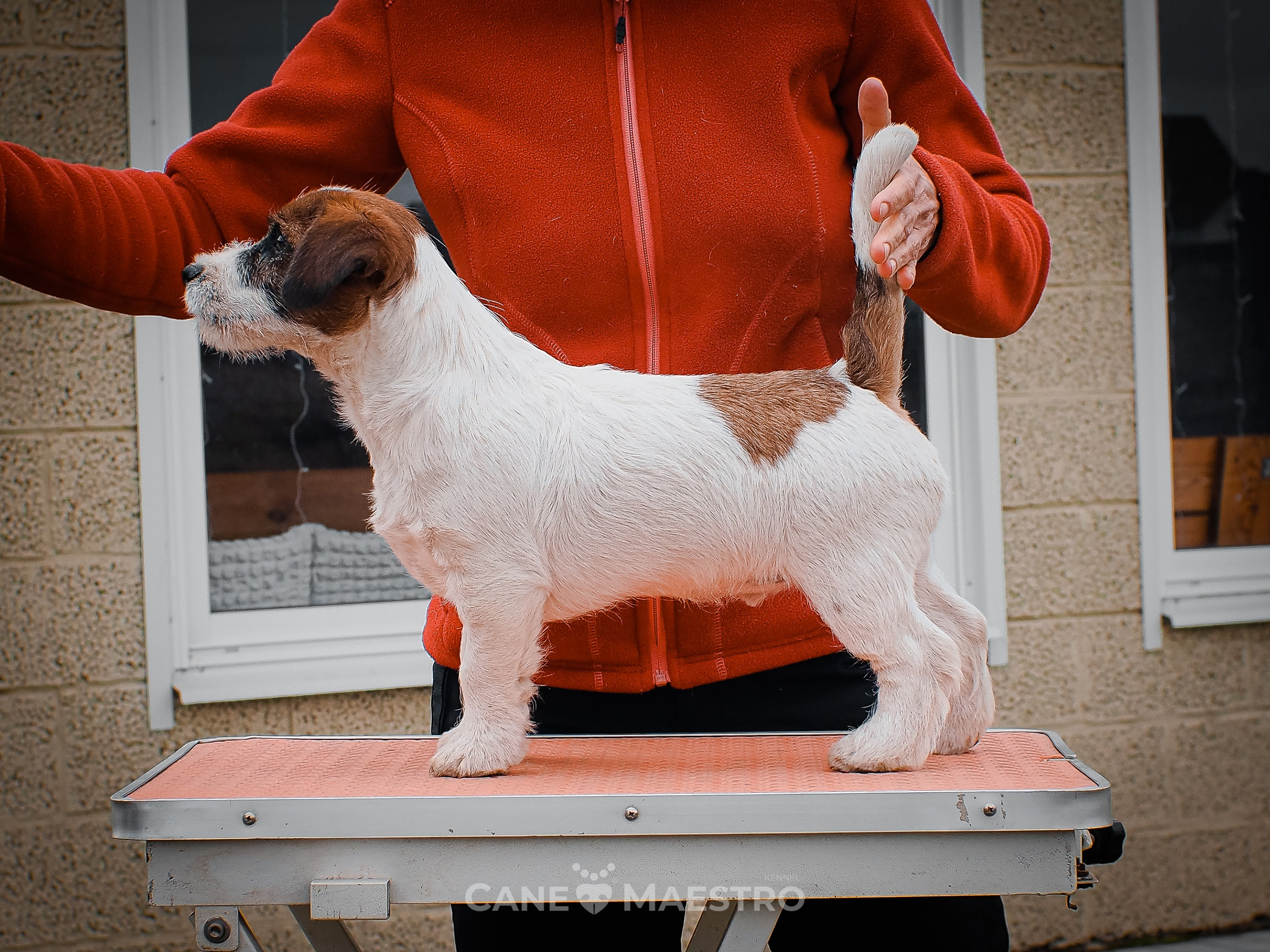 Мальчик 2. Кобель бело-рыжий. Джек рассел терьер щенок. КАНЕ МАЭСТРО — питомник Джек рассел терьеров