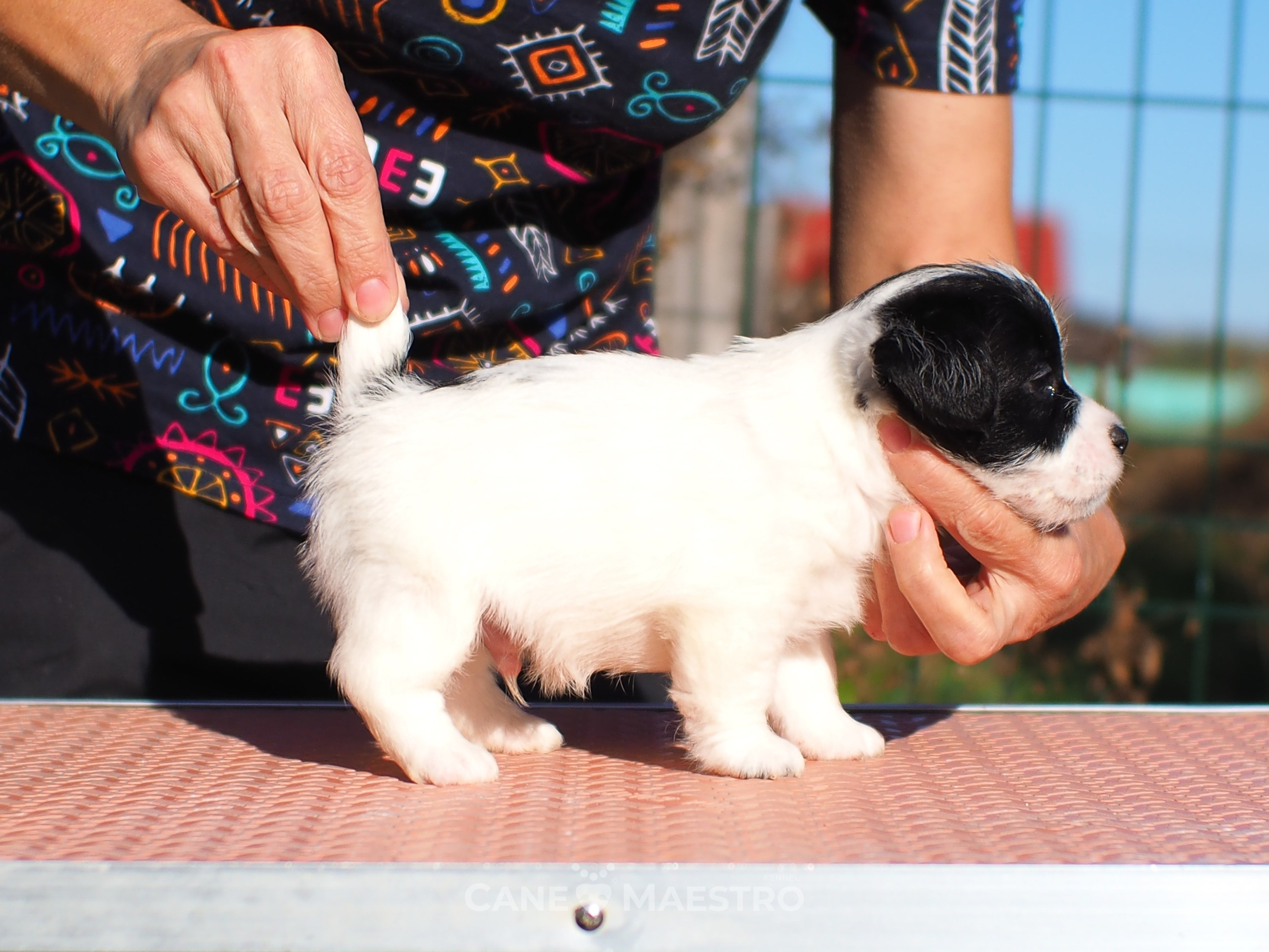 КОБ_Z_2_BLACK_27_08_2025. CANE MAESTRO — kennel Jack Russell Terrier