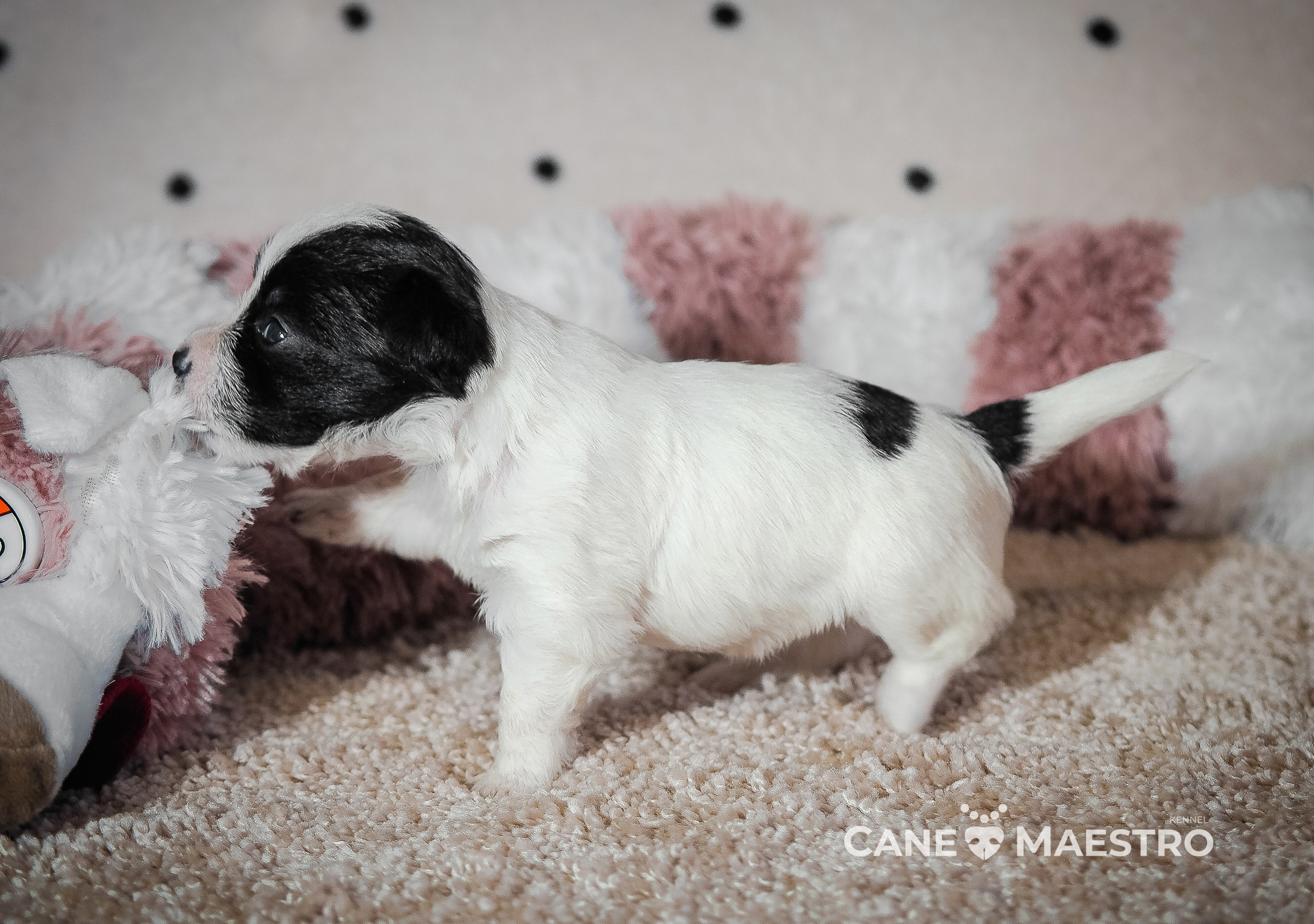 X_female1_b_w. CANE MAESTRO — kennel Jack Russell Terrier