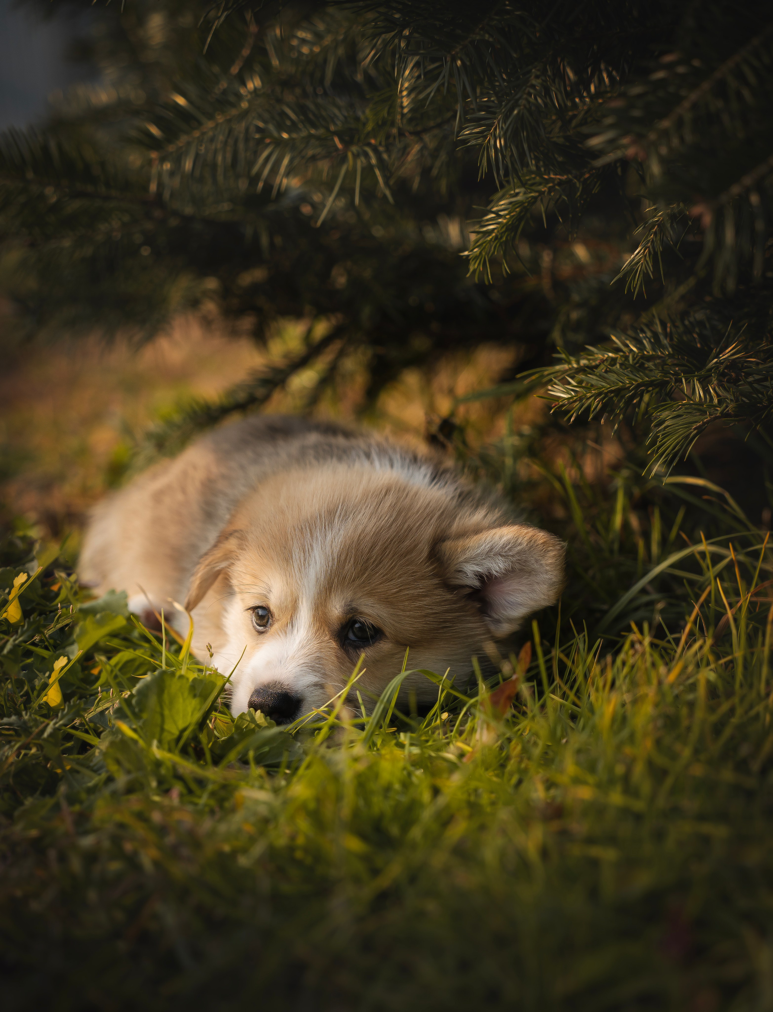 Щенки. Семейный фотограф анималист г. Находка