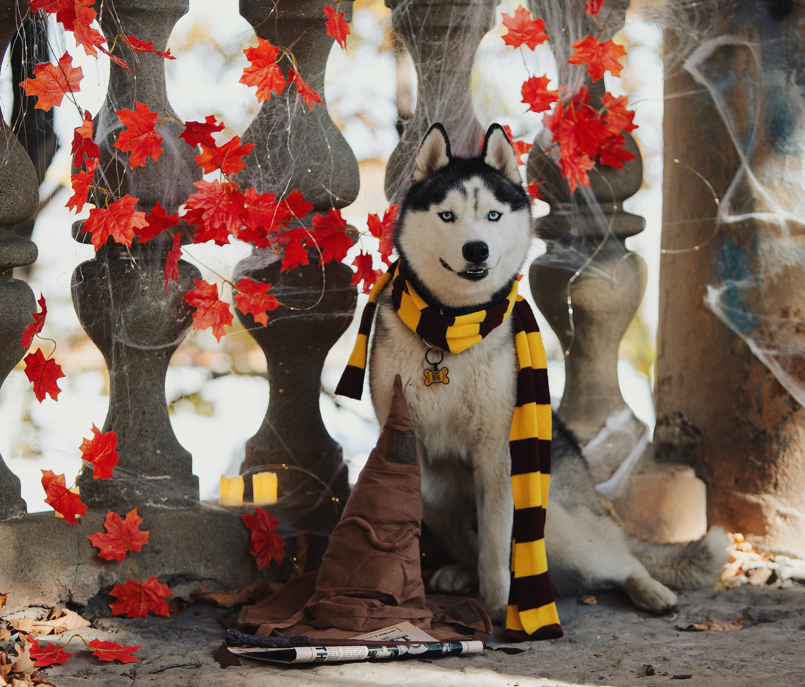 Хэллоуин. Семейный фотограф анималист г. Находка