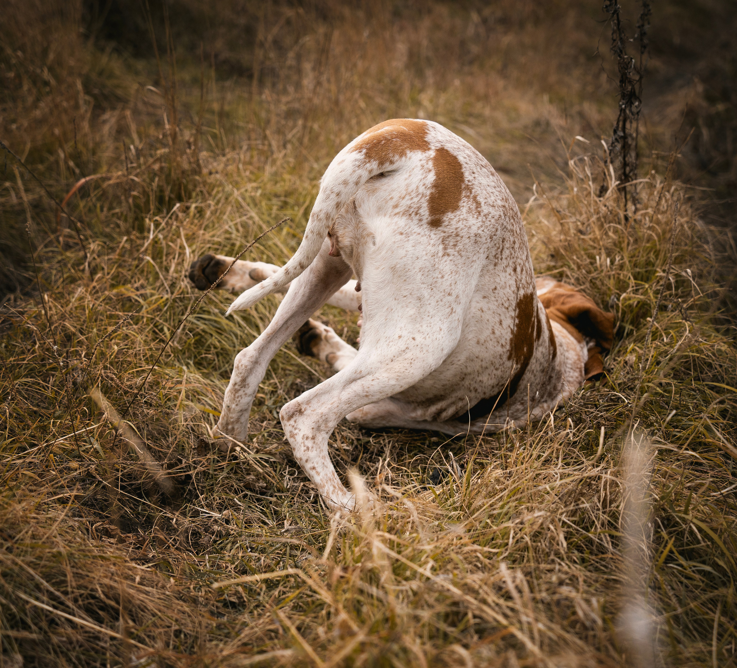 Итальянский бракк Стеша и Любомир. Семейный фотограф анималист г. Находка