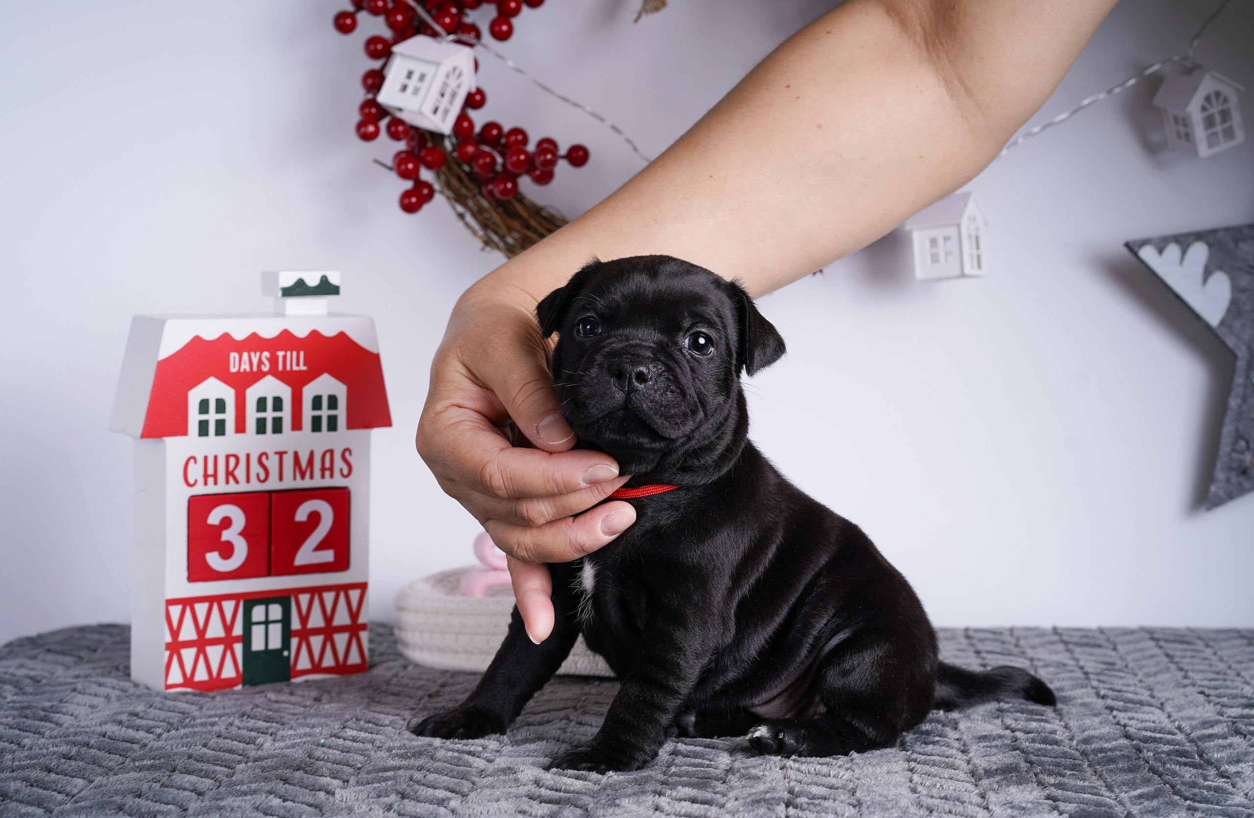 Щенки стаффи. Фотограф-анималист в Санкт-Петербурге Яна Мартынова