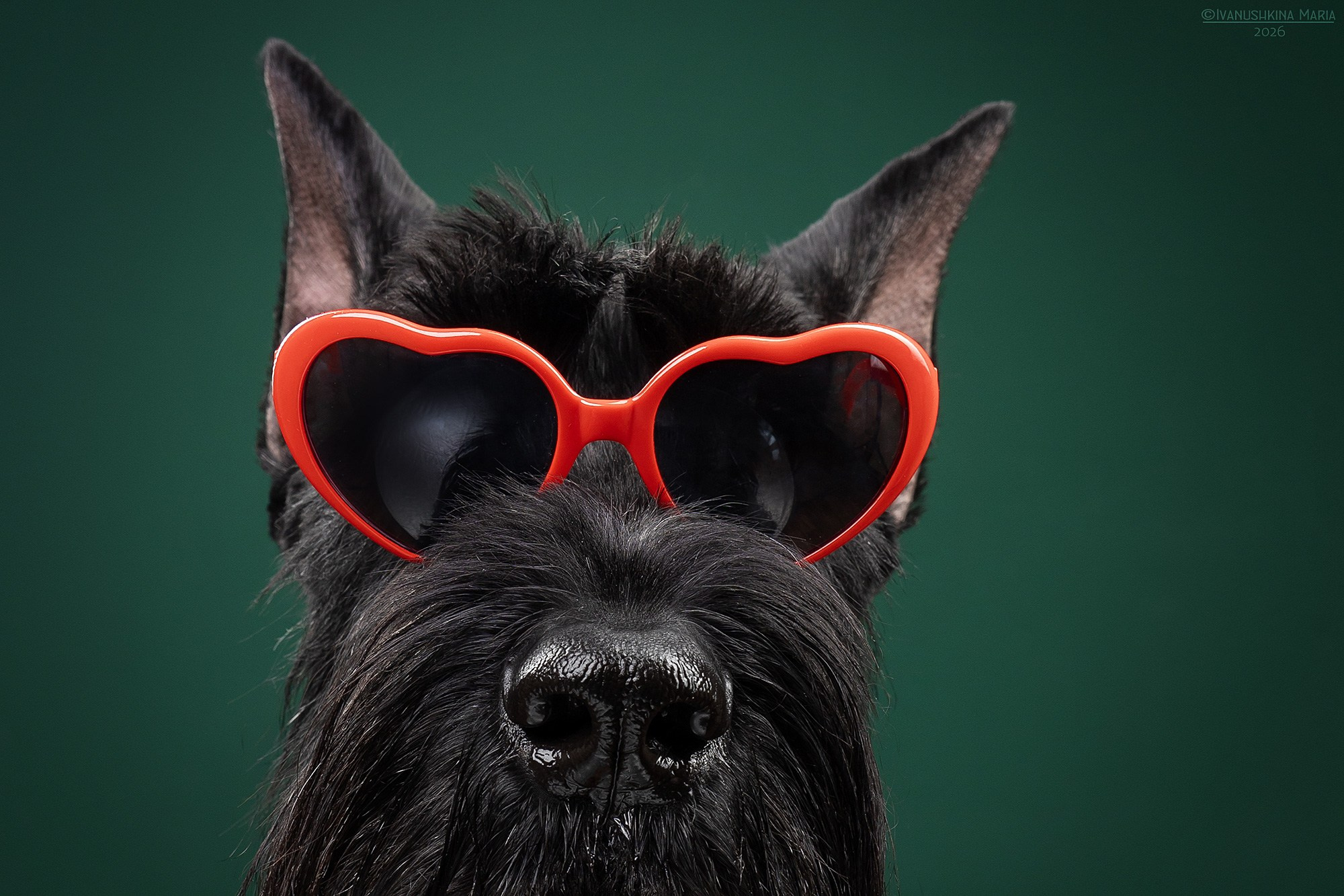 Фотосессия собаки в студии. Фотограф собак в Москве и Московской области Иванушкина Мария