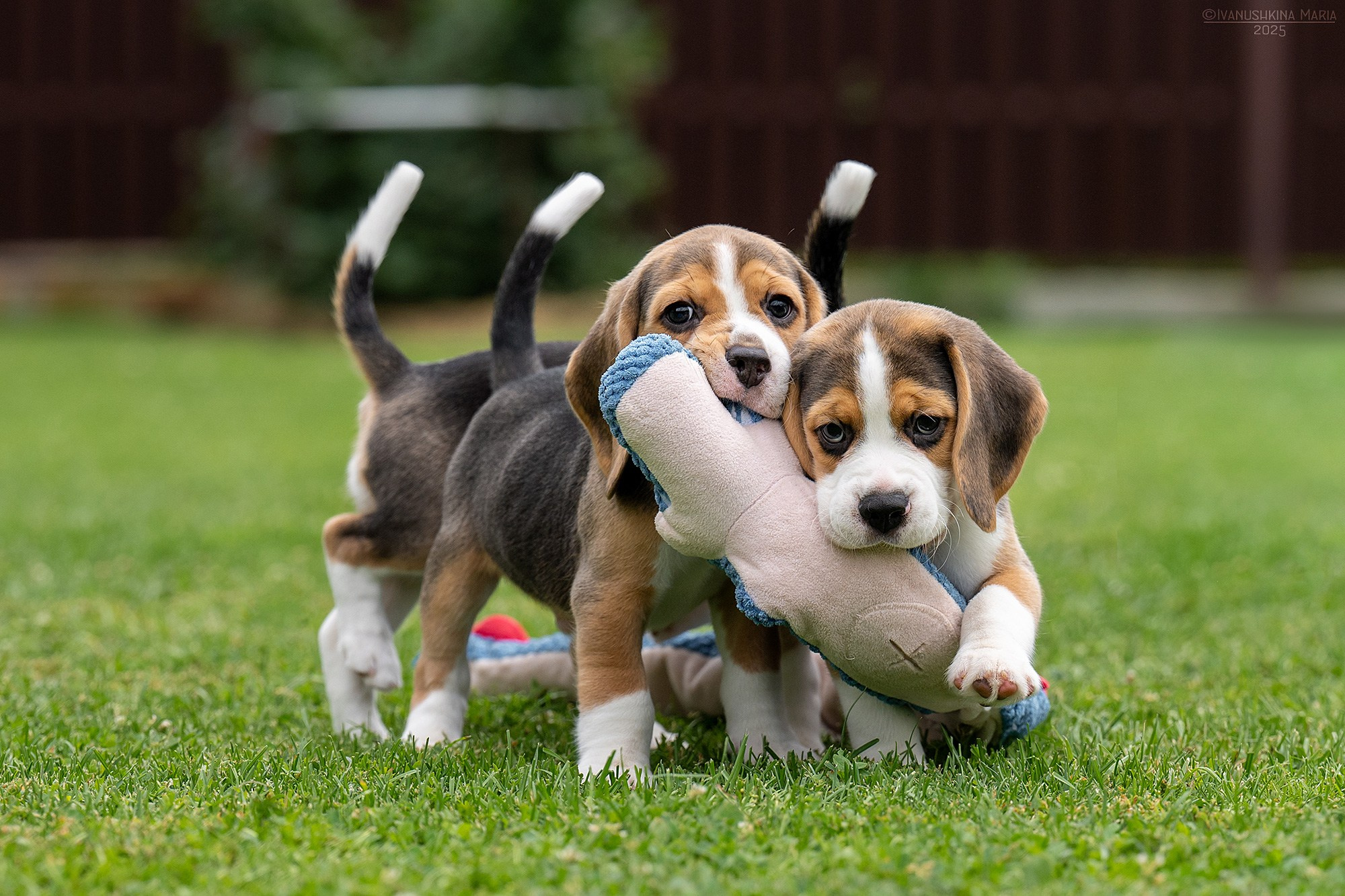 Фотосессия щенков на продажу. Фотограф собак в Москве и Московской области Иванушкина Мария
