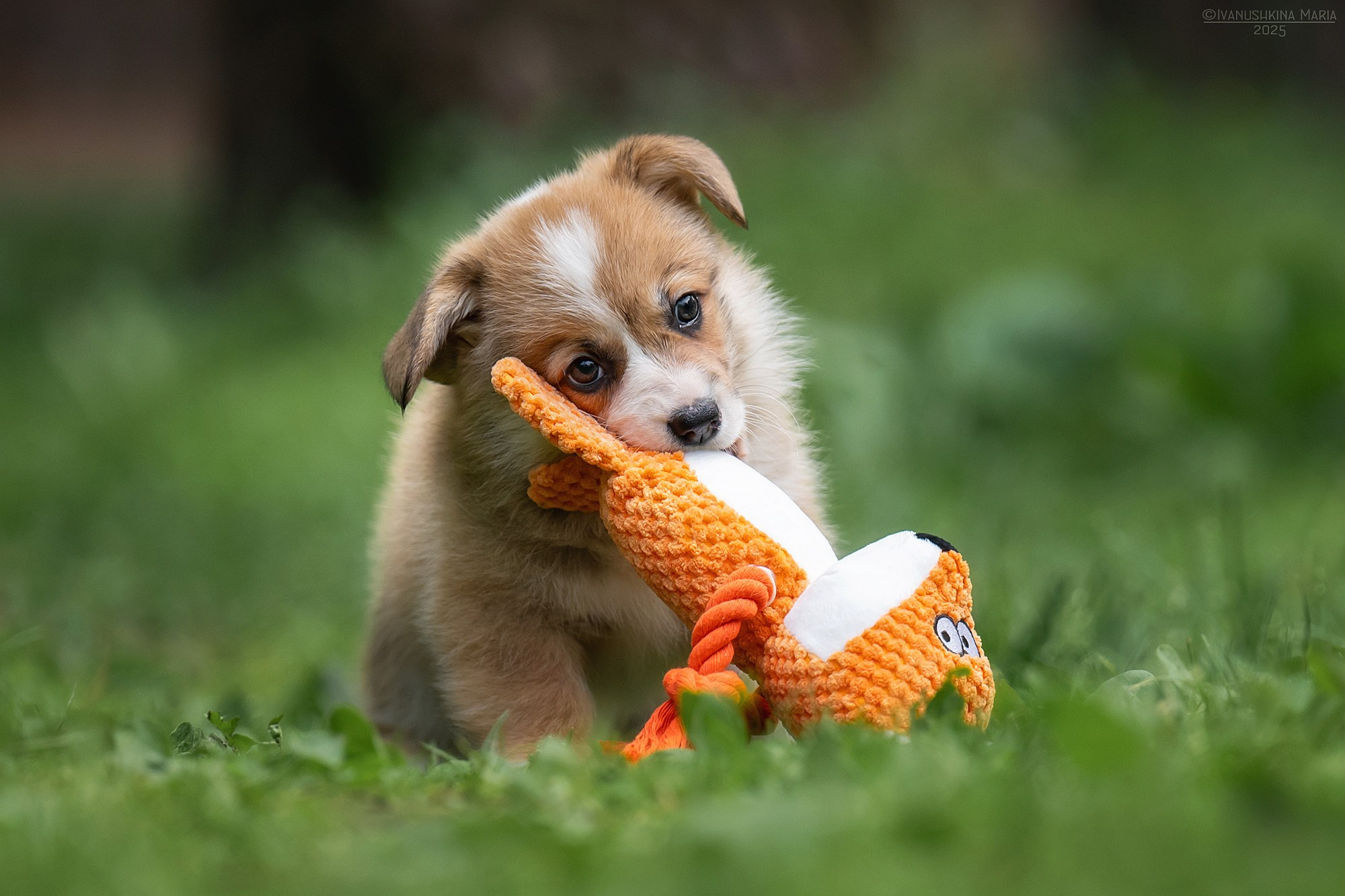 Фотосессия щенков на продажу. Фотограф собак в Москве и Московской области Иванушкина Мария